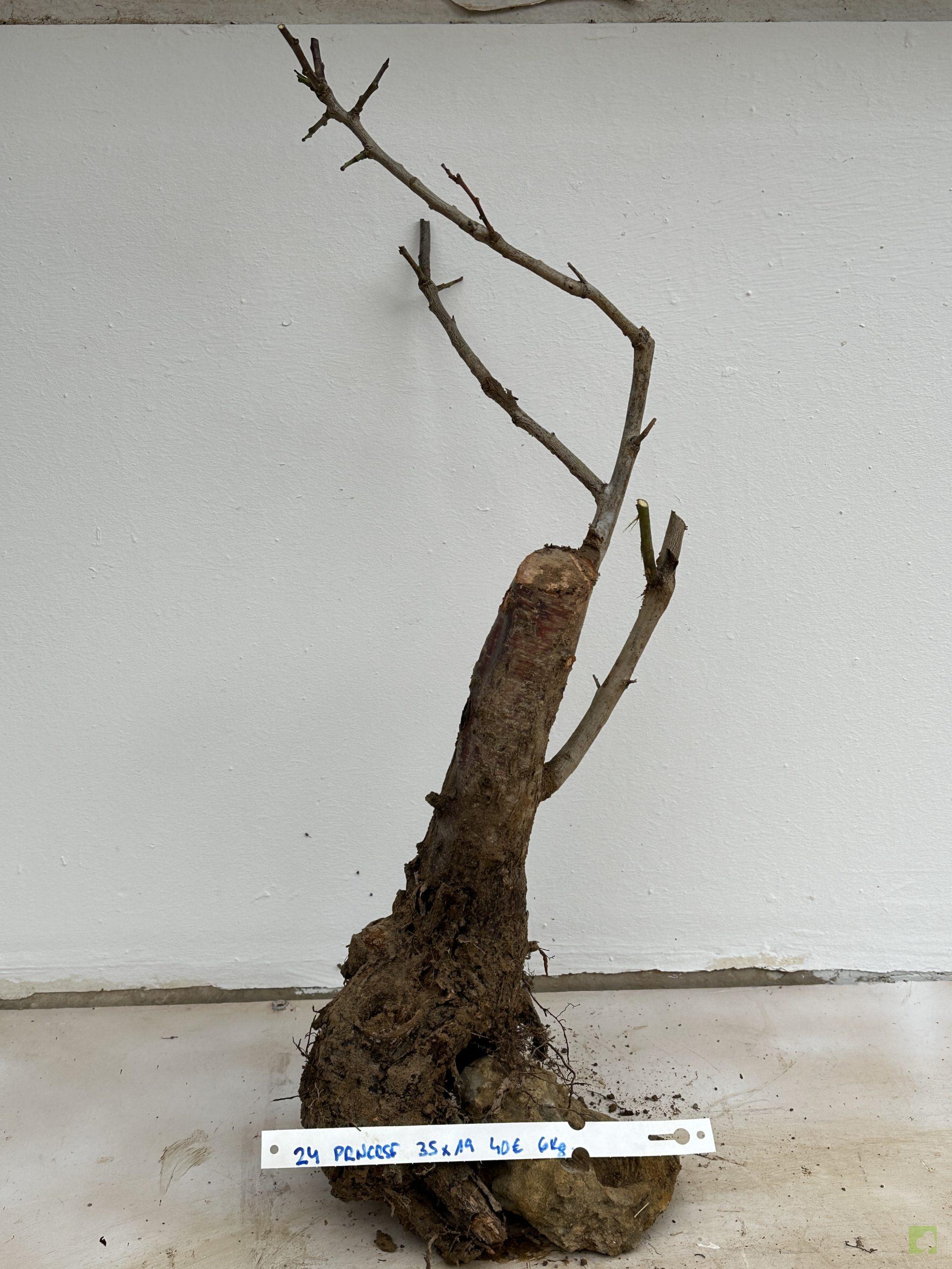 PRUNUS CERASIFERA 24 (1)