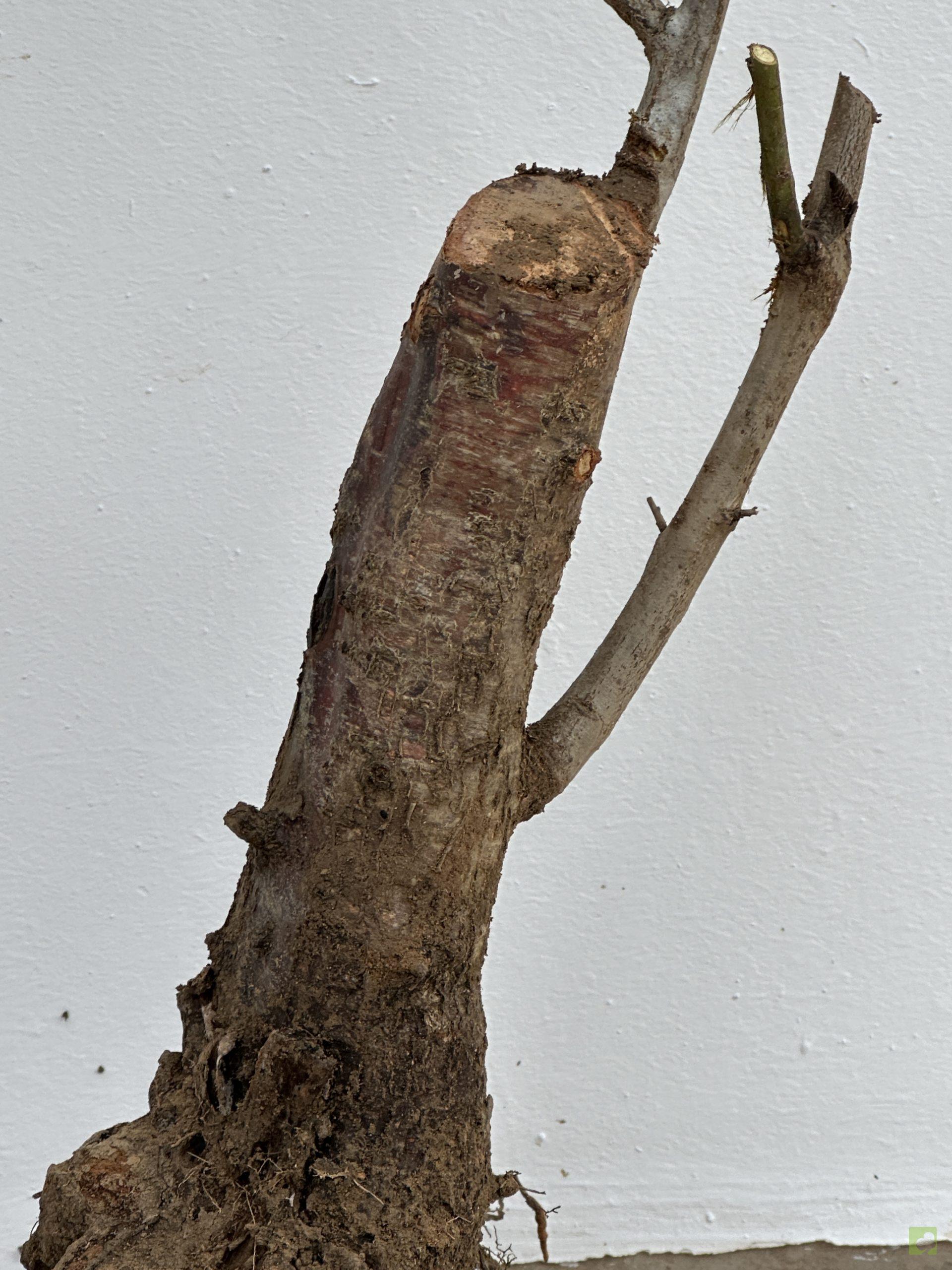 PRUNUS CERASIFERA 24 (2)