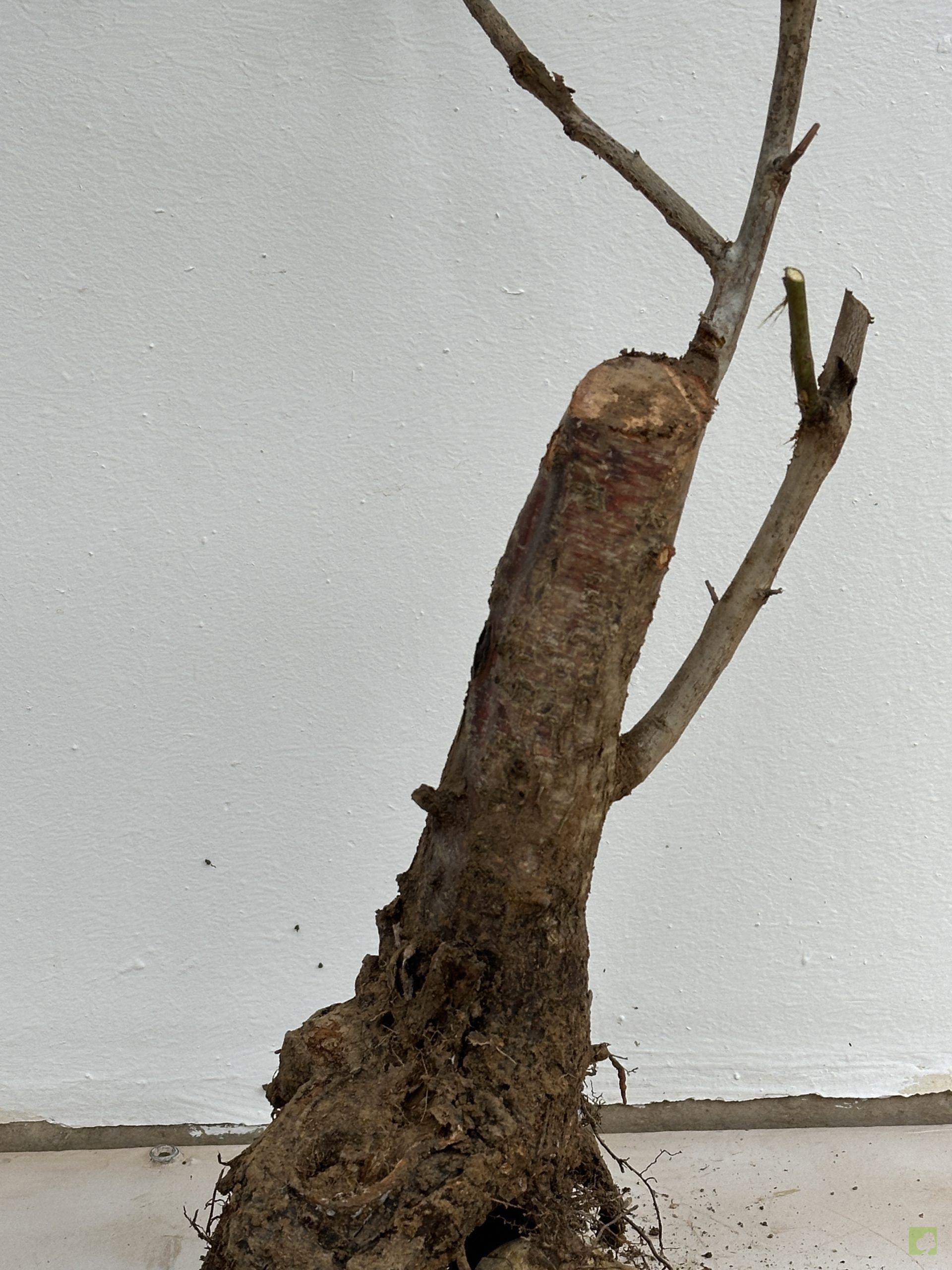 PRUNUS CERASIFERA 24 (3)