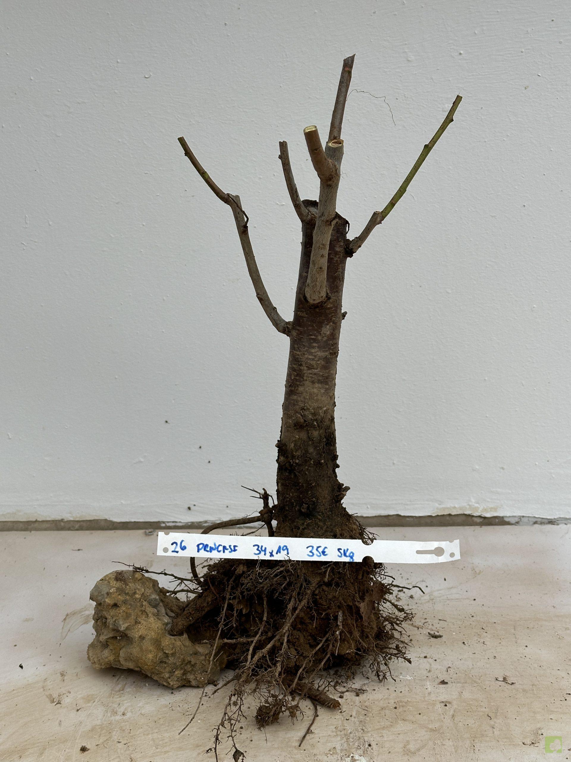 PRUNUS CERASIFERA 26 (1)