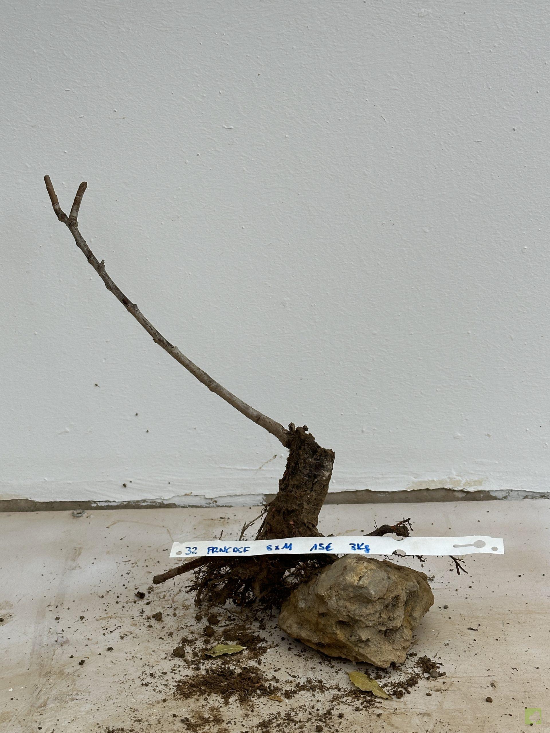 PRUNUS CERASIFERA 32 (1)