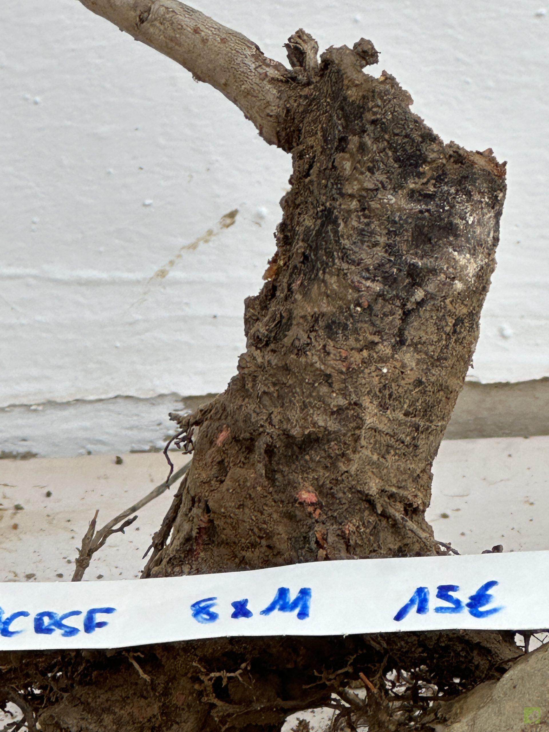 PRUNUS CERASIFERA 32 (2)