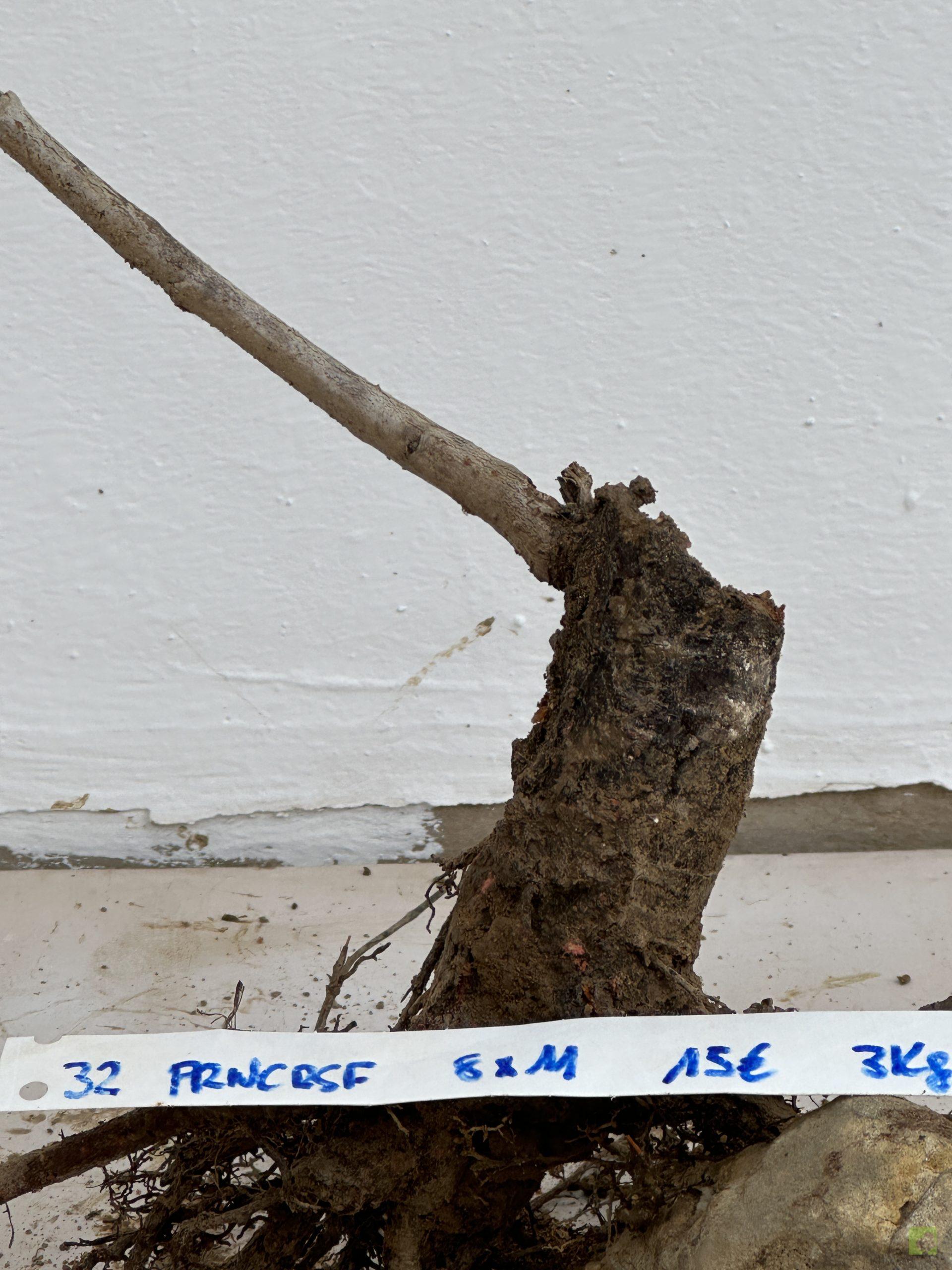 PRUNUS CERASIFERA 32 (3)