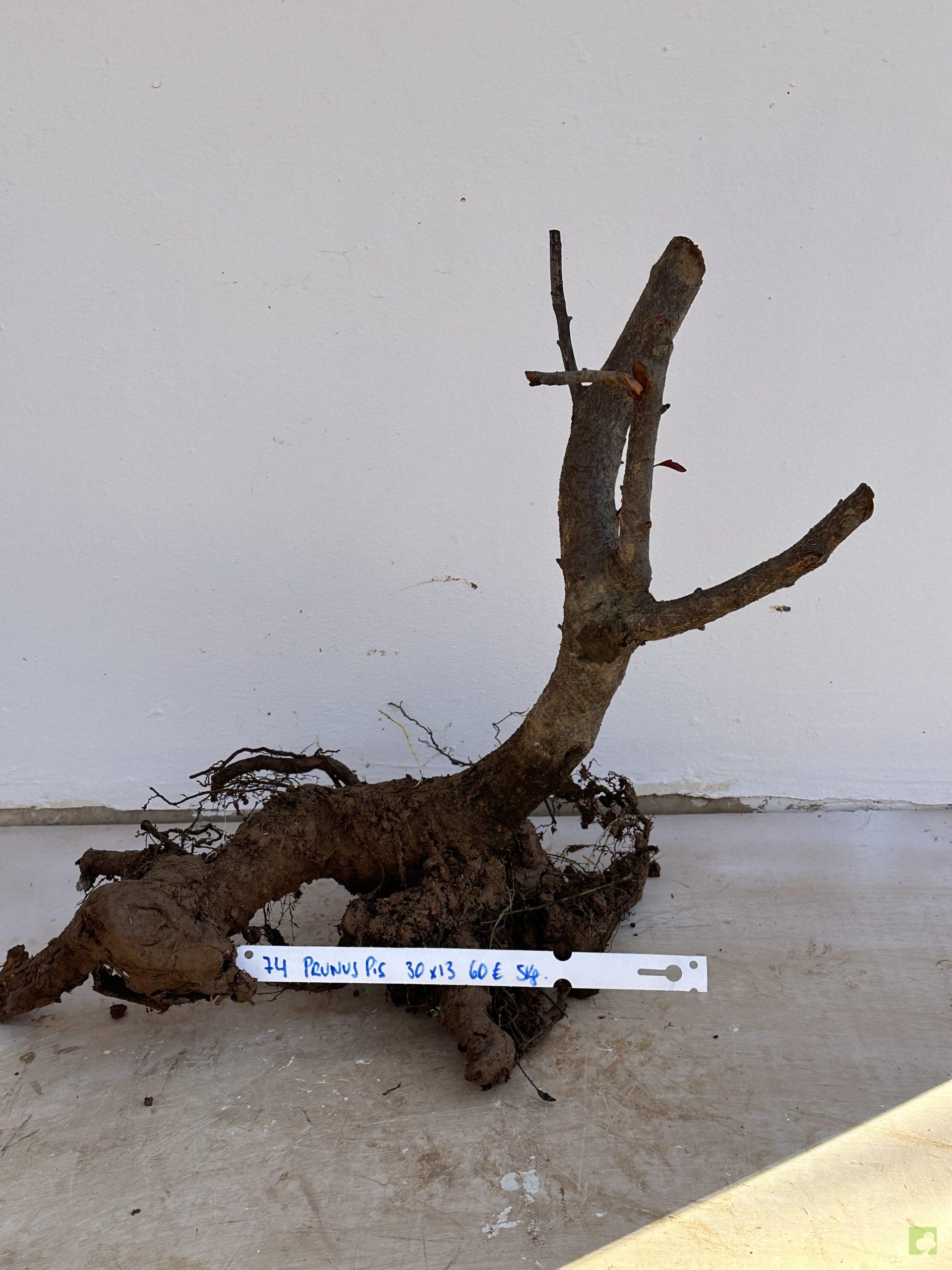 PRUNUS PISARDI 74 (1)