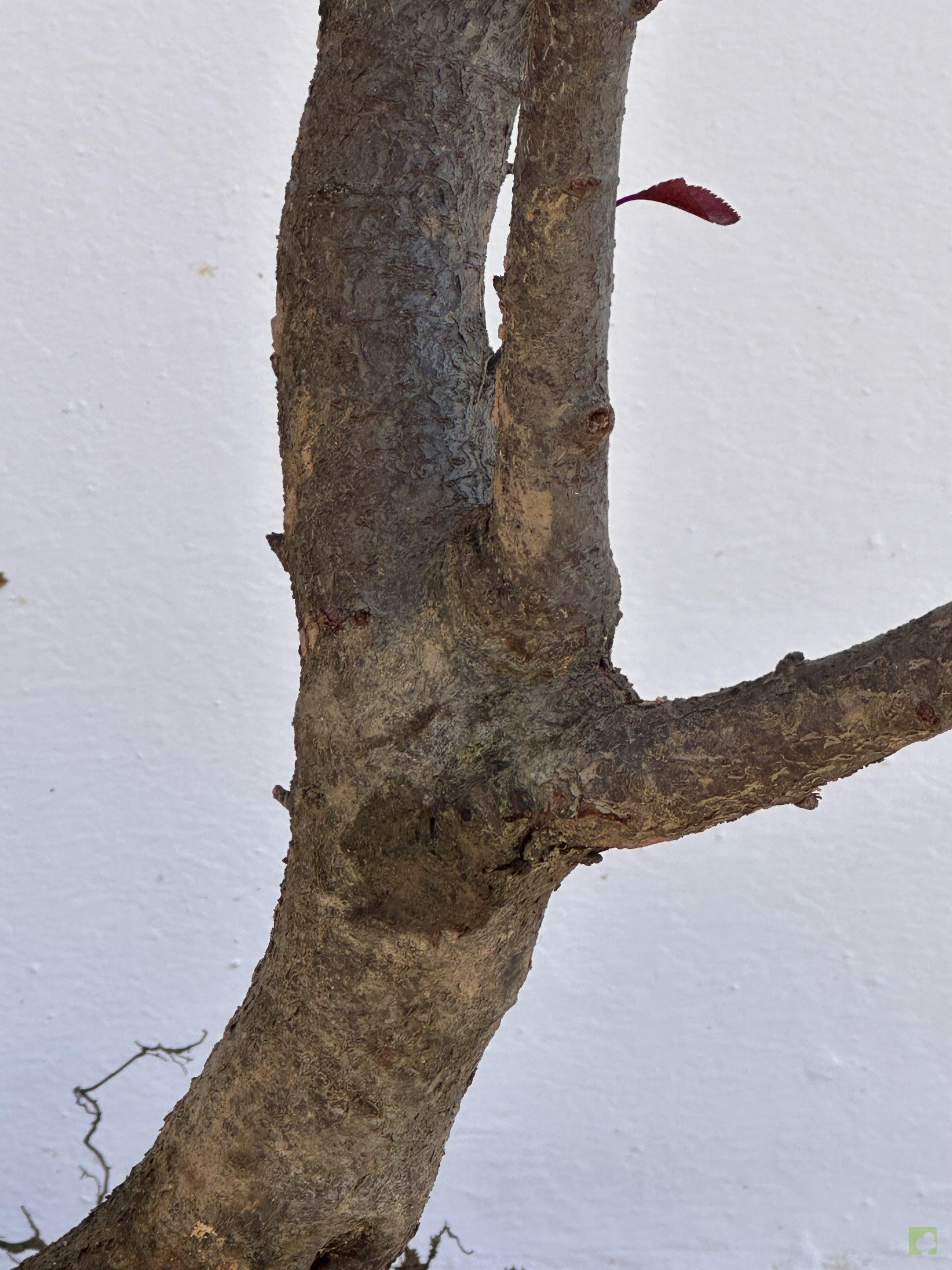 PRUNUS PISARDI 74 (2)