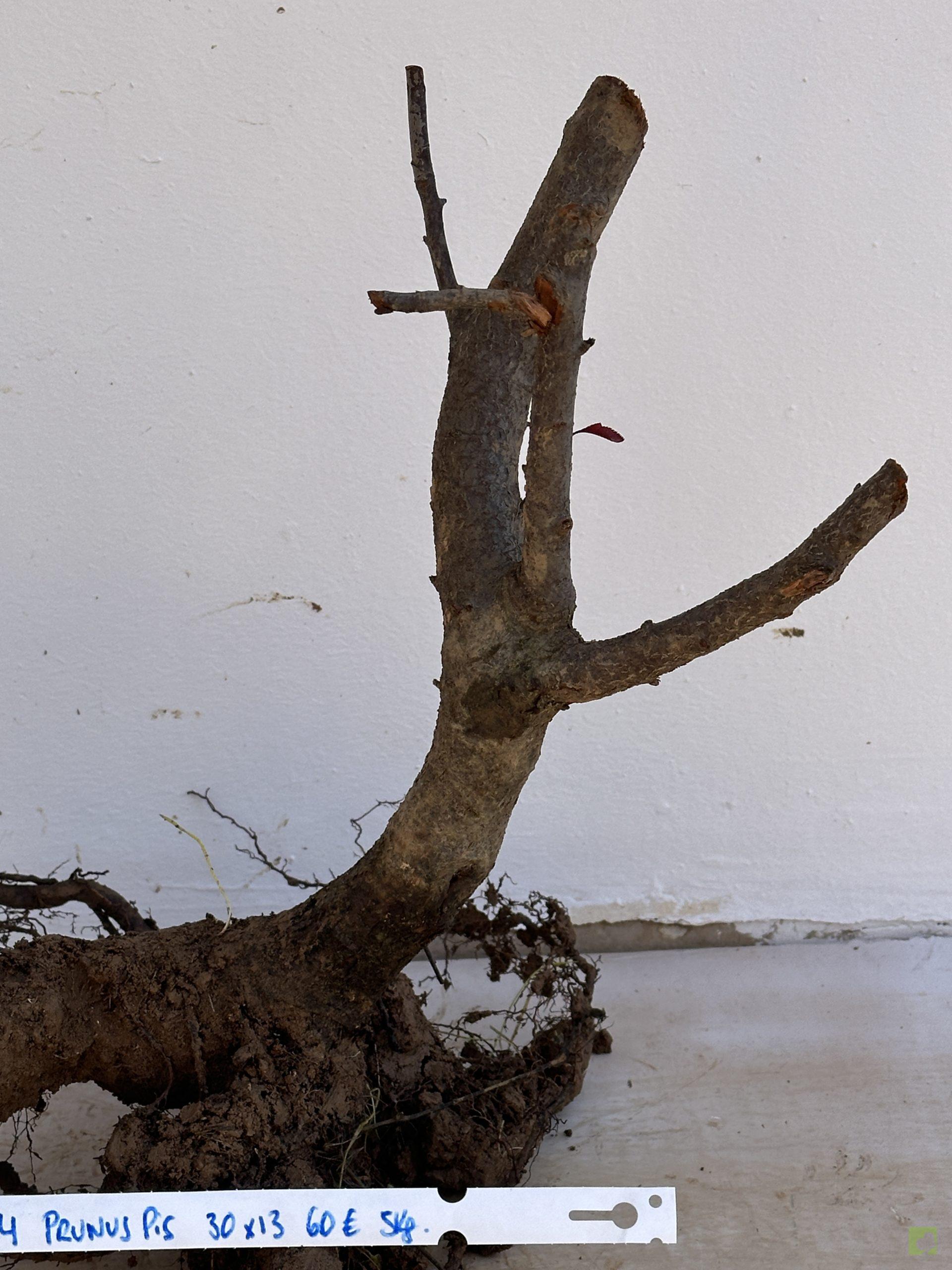 PRUNUS PISARDI 74 (3)