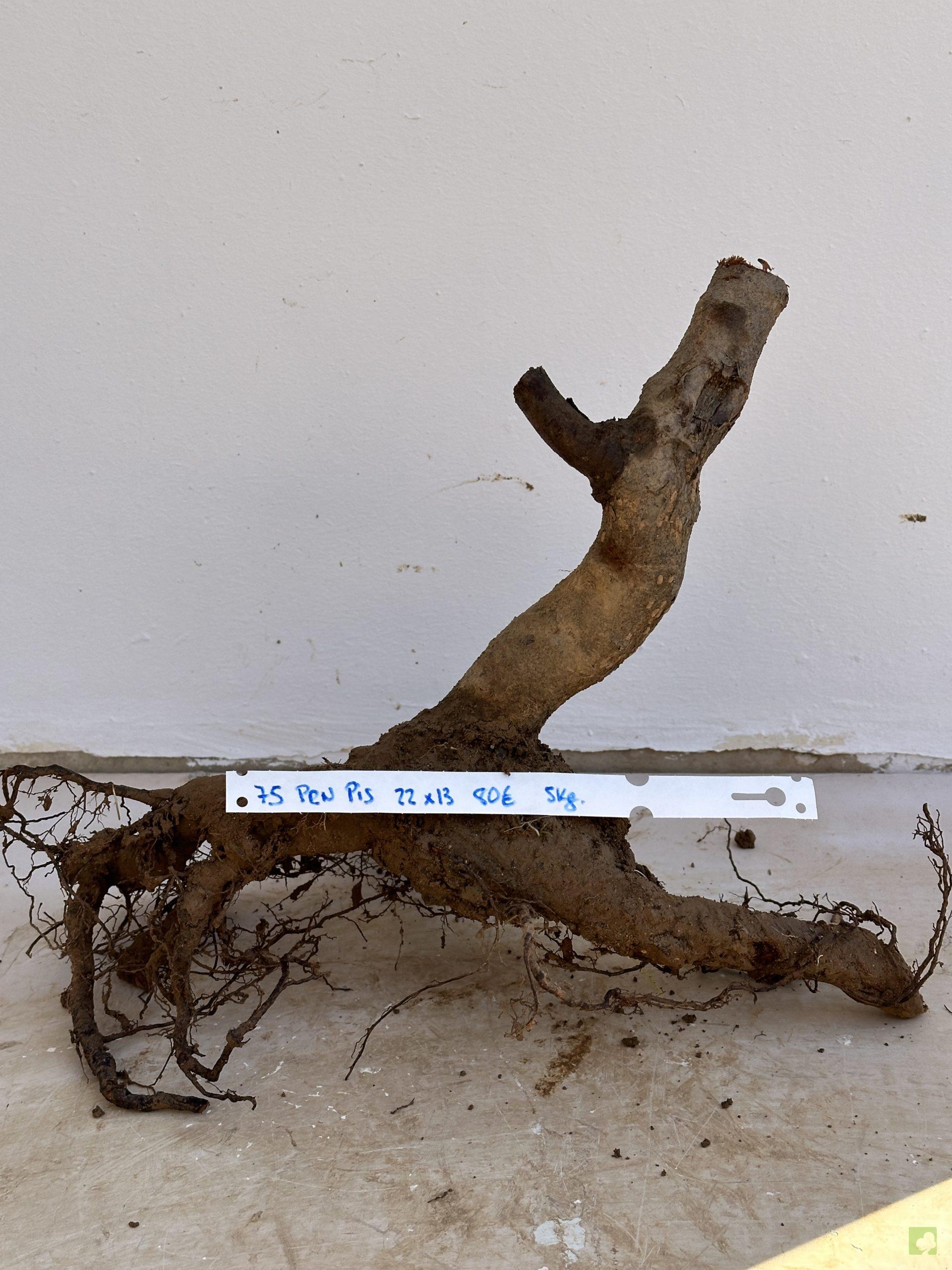 PRUNUS PISARDI 75 (1)