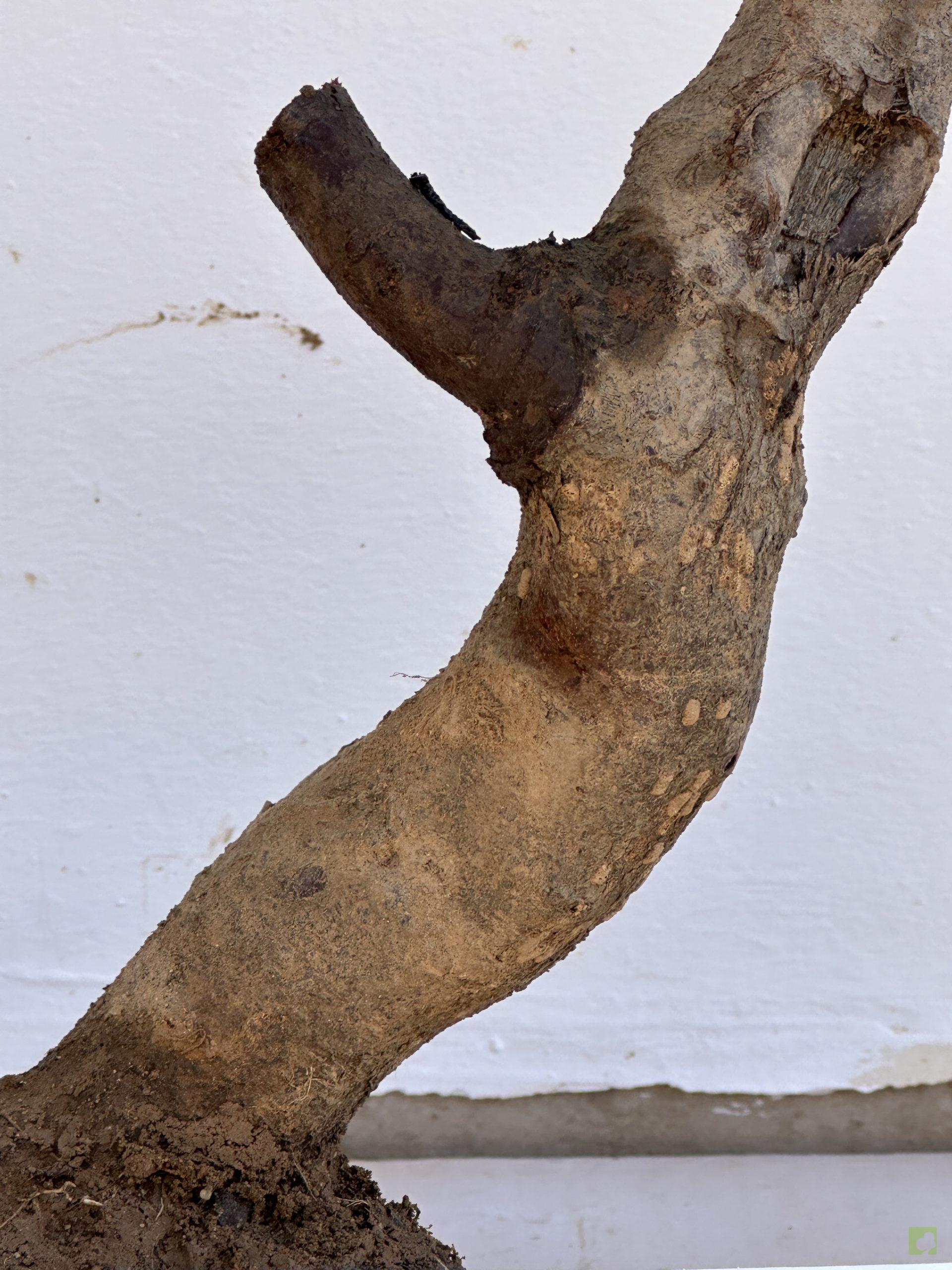 PRUNUS PISARDI 75 (2)