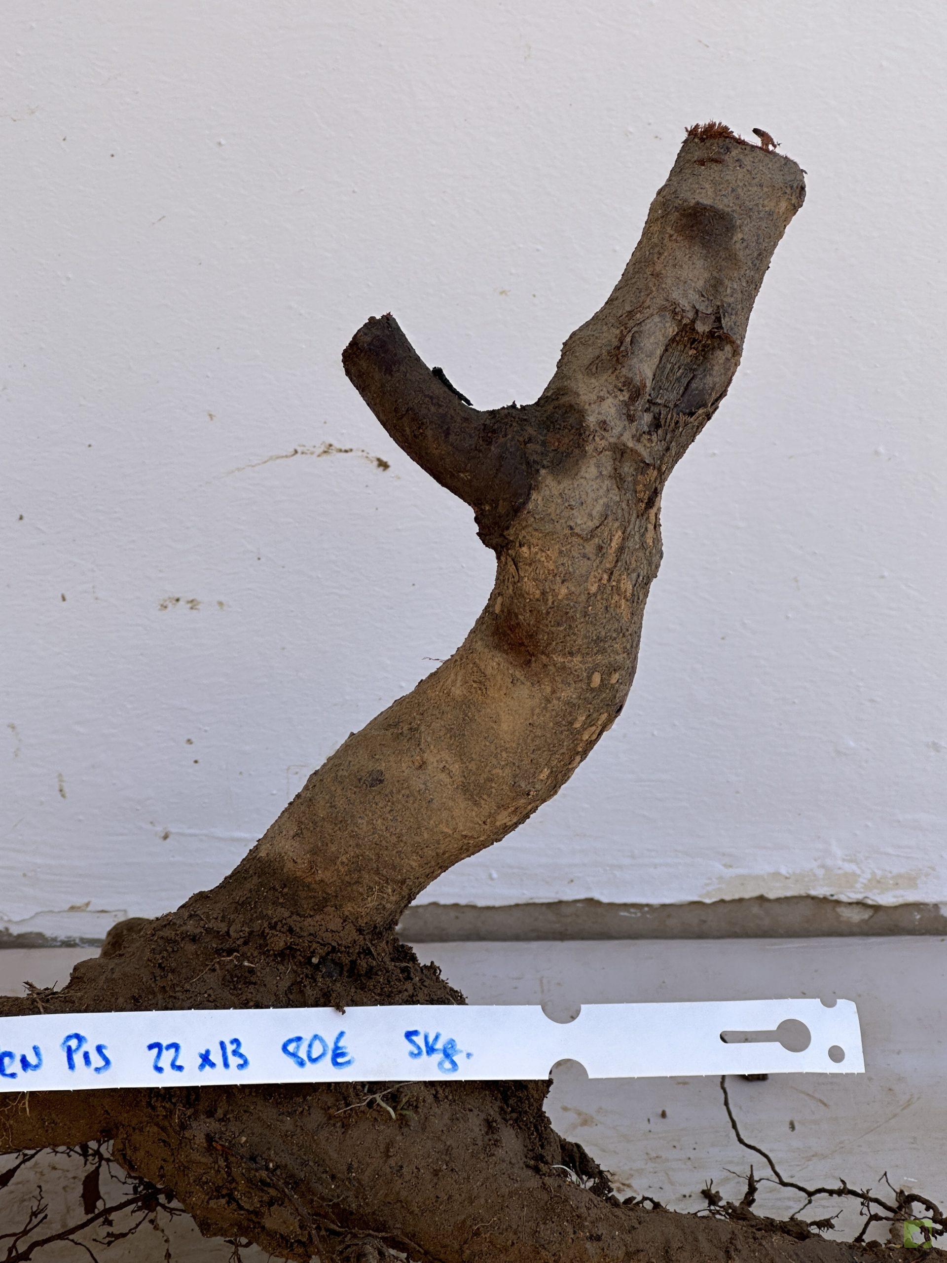 PRUNUS PISARDI 75 (3)