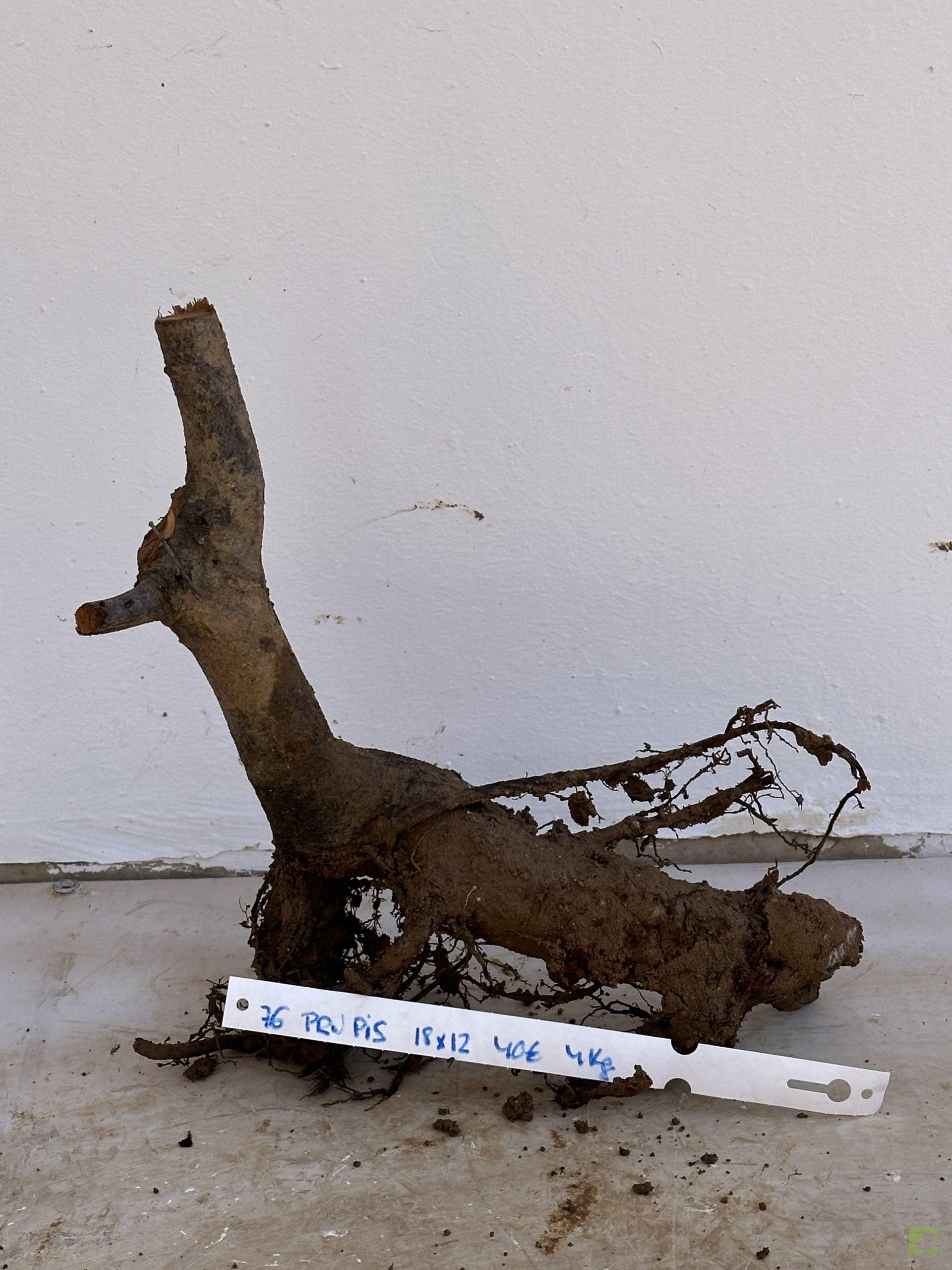 PRUNUS PISARDI 76 (1)