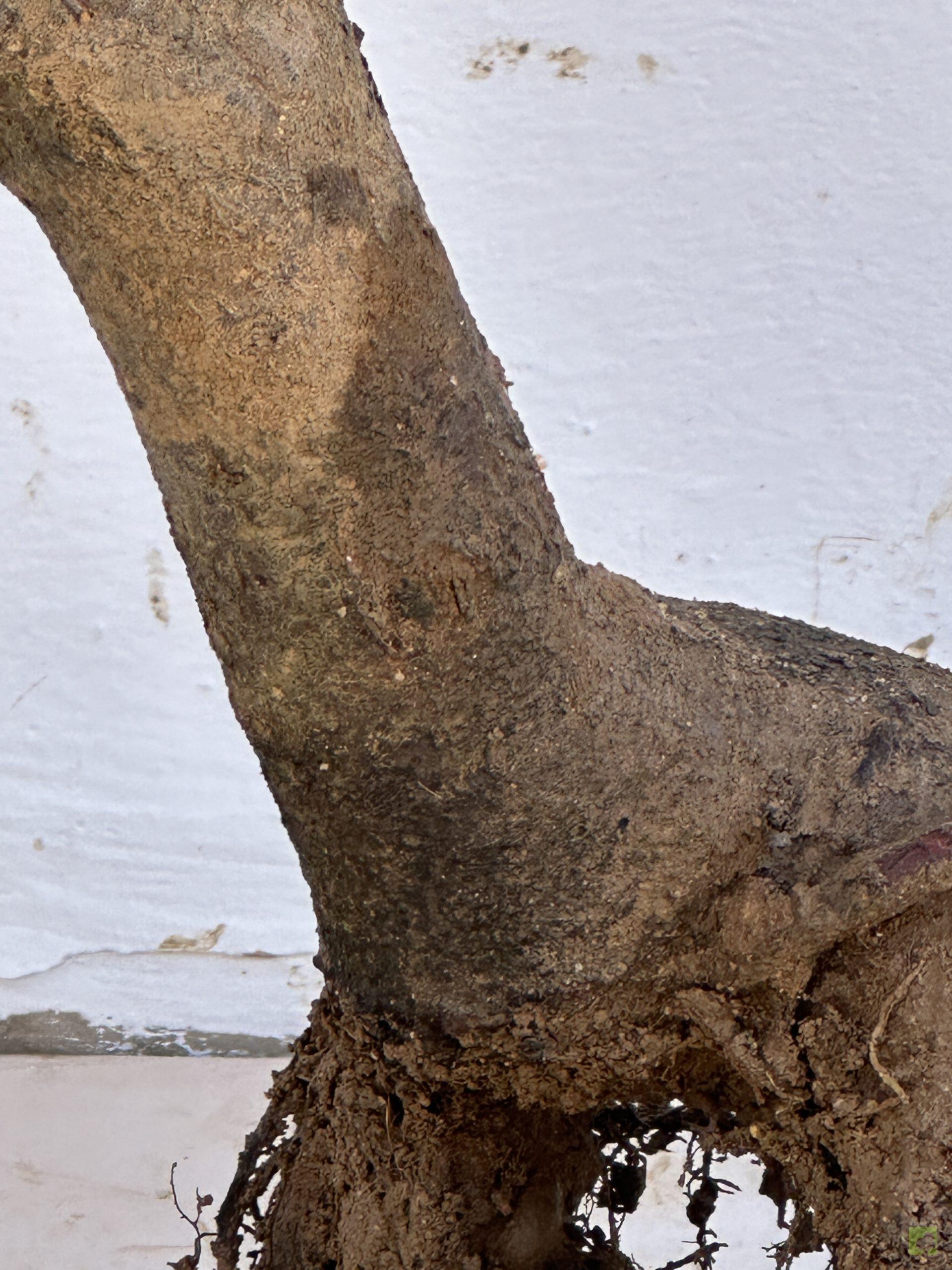 PRUNUS PISARDI 76 (2)