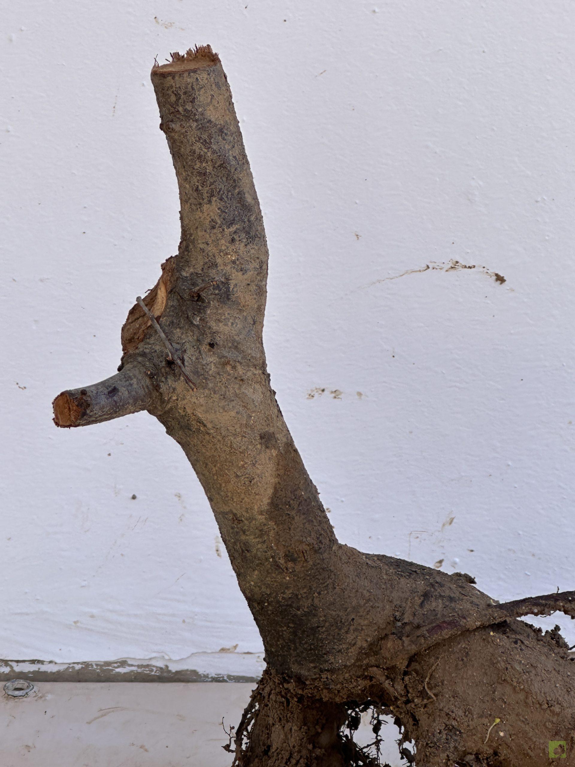 PRUNUS PISARDI 76 (3)