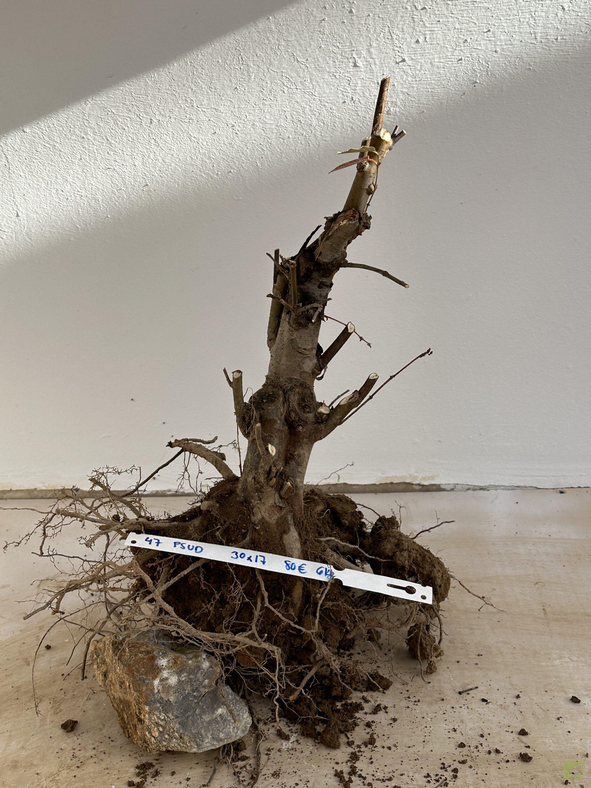 PSESUDOCYDONIA 47 (1)