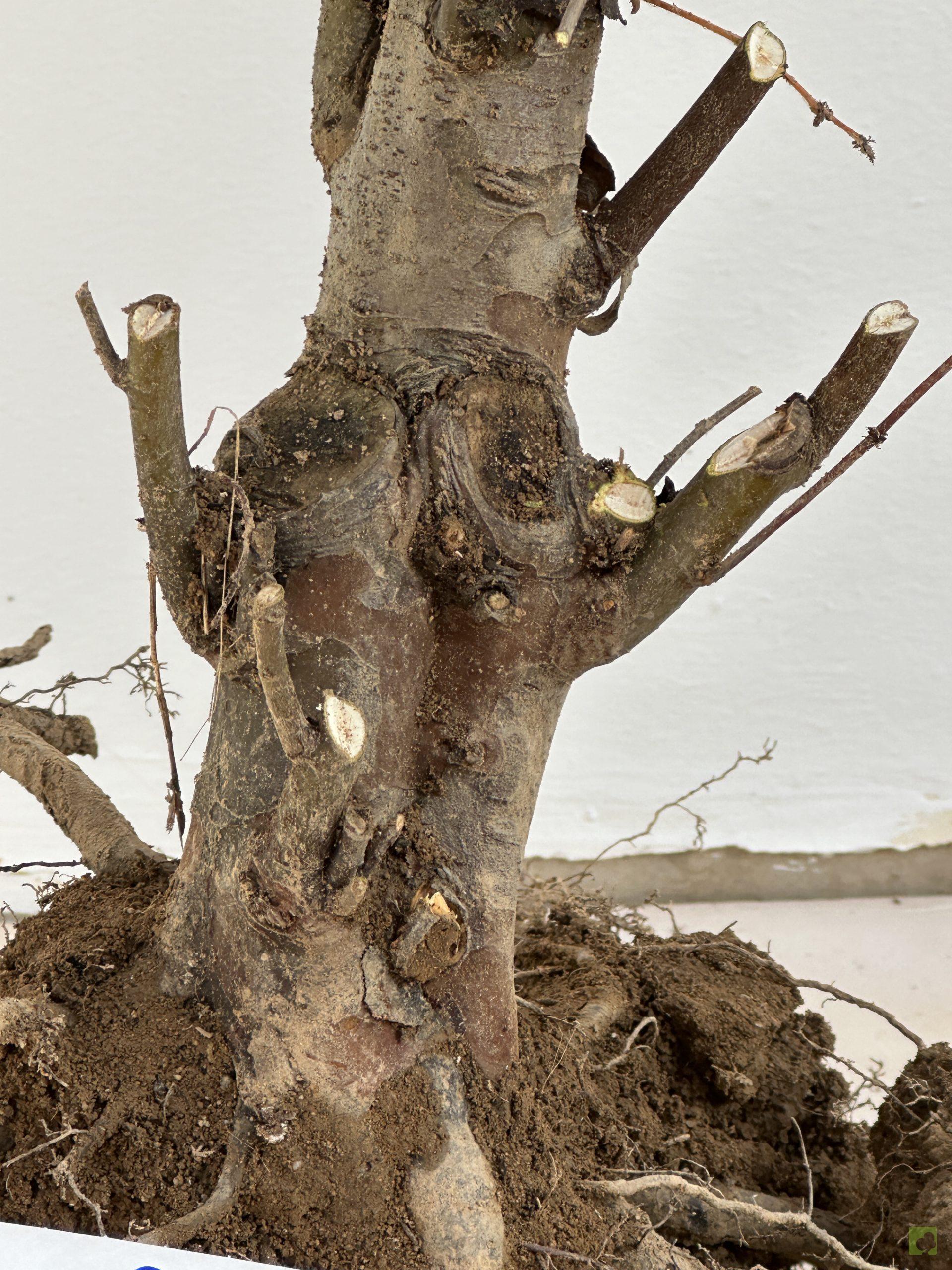 PSESUDOCYDONIA 47 (2)