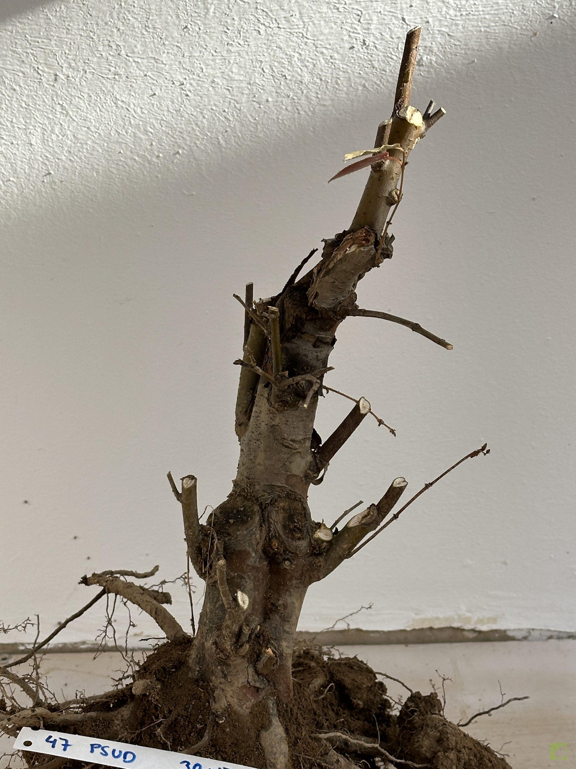 PSESUDOCYDONIA 47 (3)