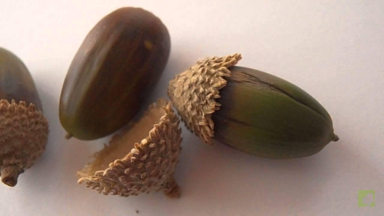 SEMILLA ENCINA ALCORNOQUE