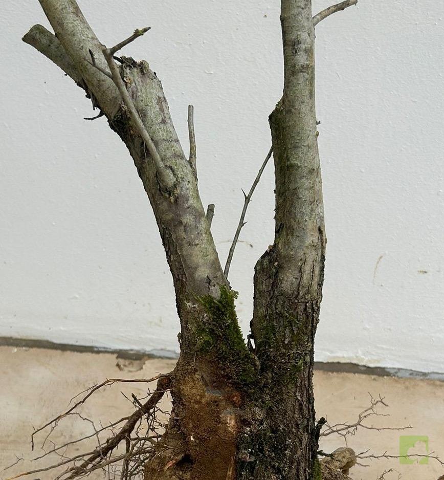 Processed with MOLDIV