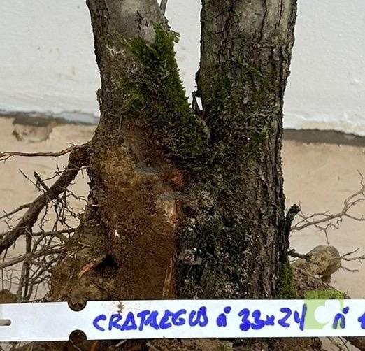 Processed with MOLDIV