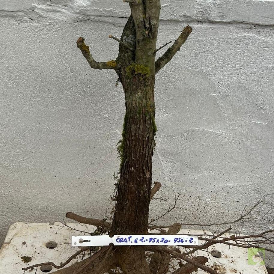 Processed with MOLDIV