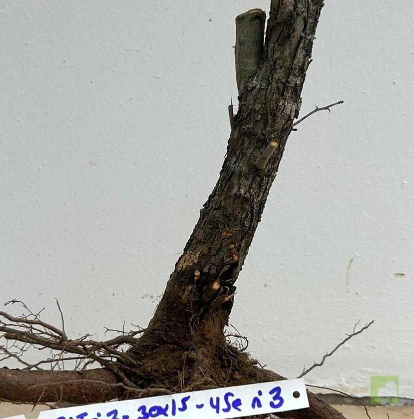 Processed with MOLDIV