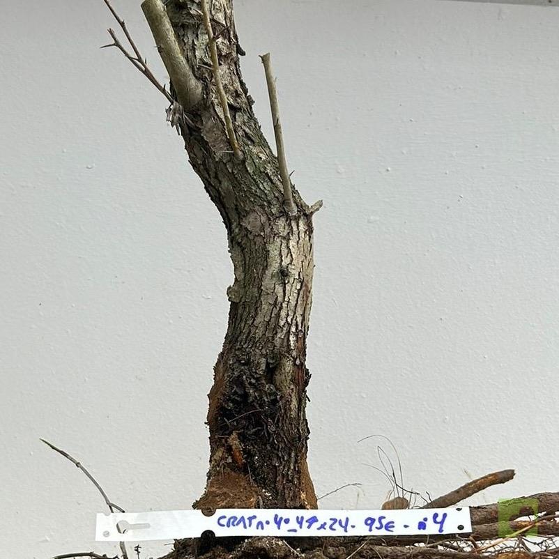 Processed with MOLDIV