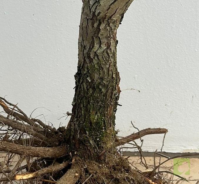 Processed with MOLDIV