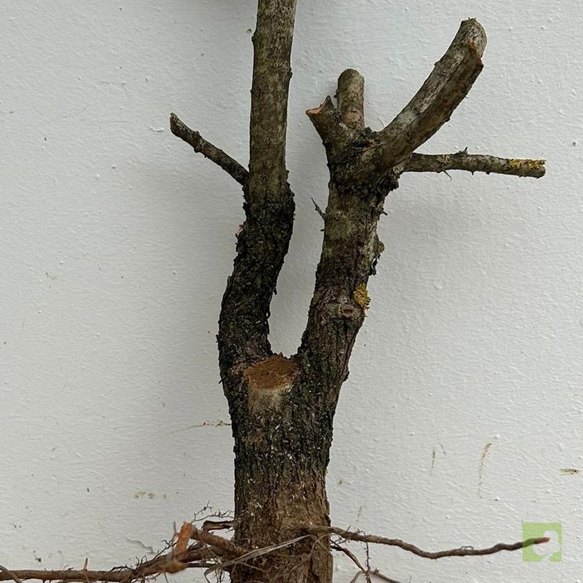 Processed with MOLDIV