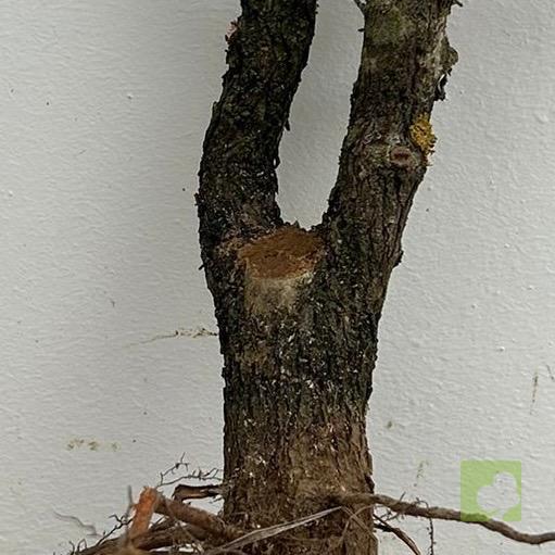 Processed with MOLDIV