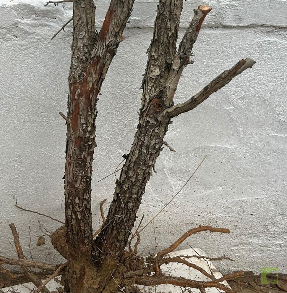 Processed with MOLDIV