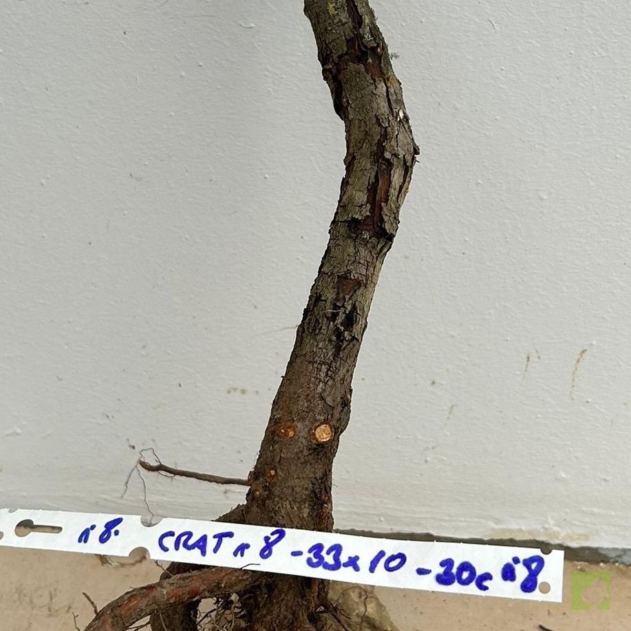 Processed with MOLDIV