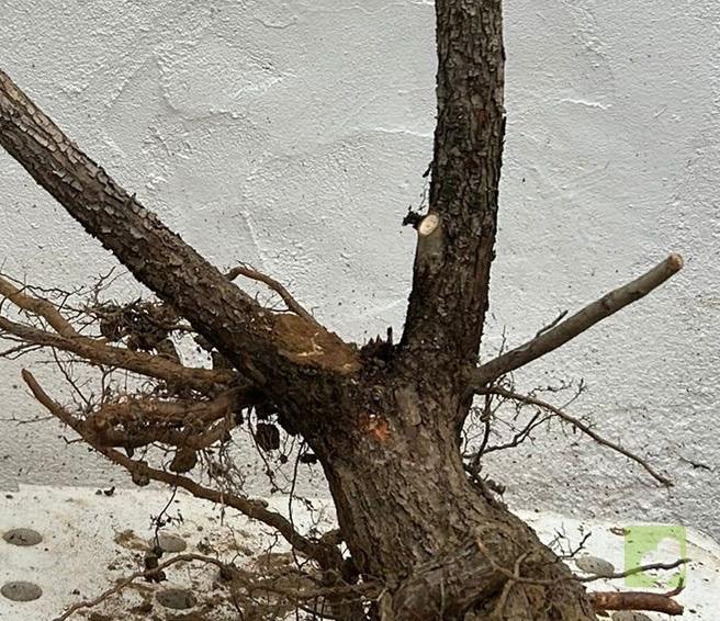 Processed with MOLDIV