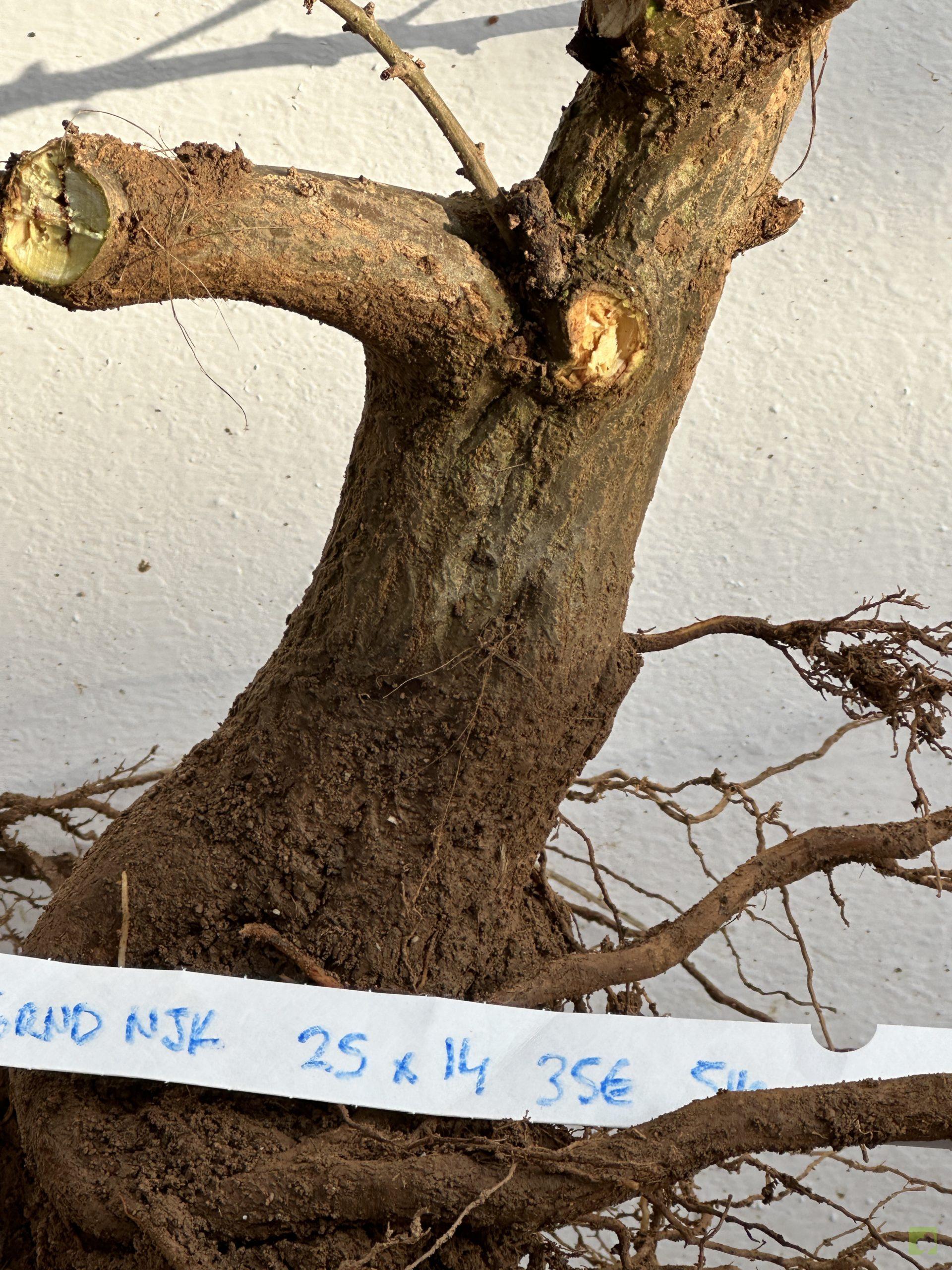 granado Nejikan 132 (3)