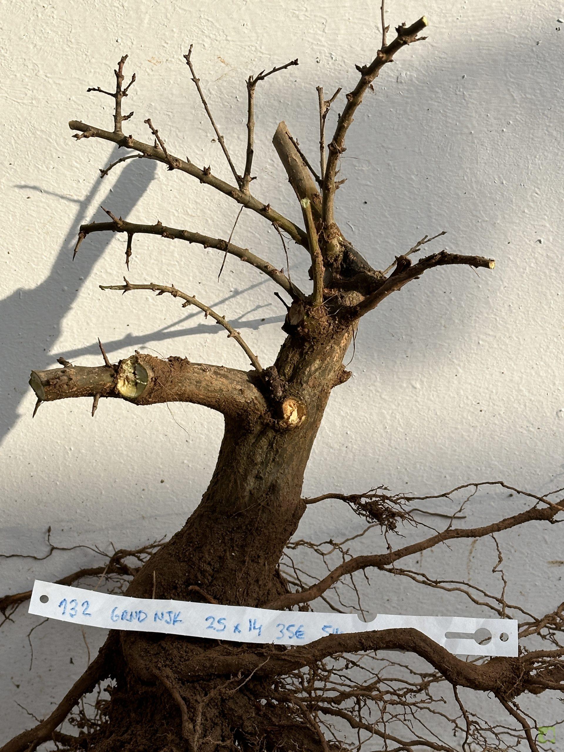 granado Nejikan 132 (4)