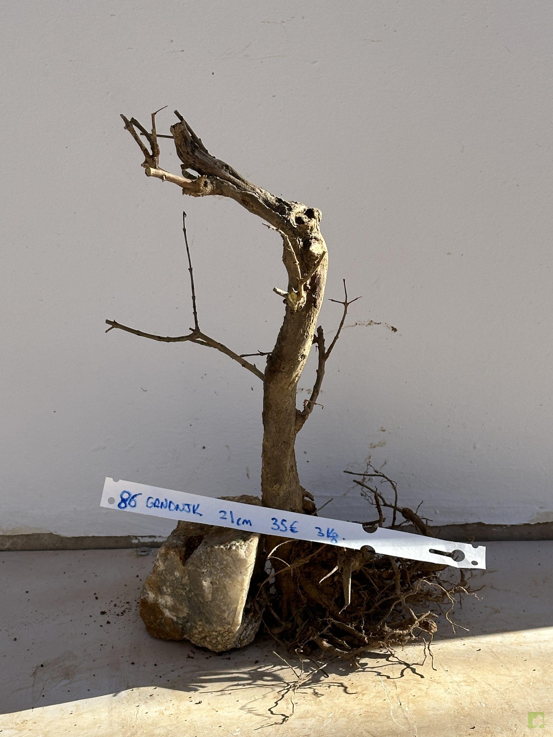 granado nejikan 86 (1)