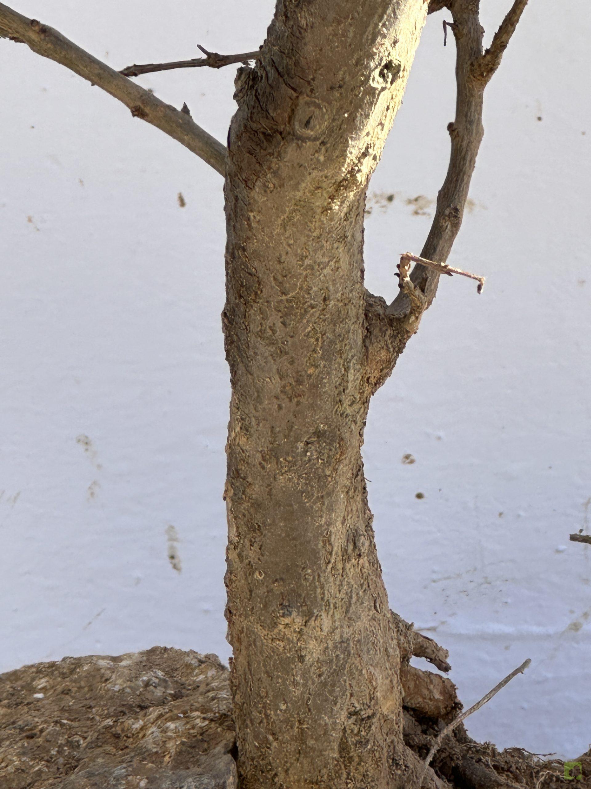 granado nejikan 86 (2)