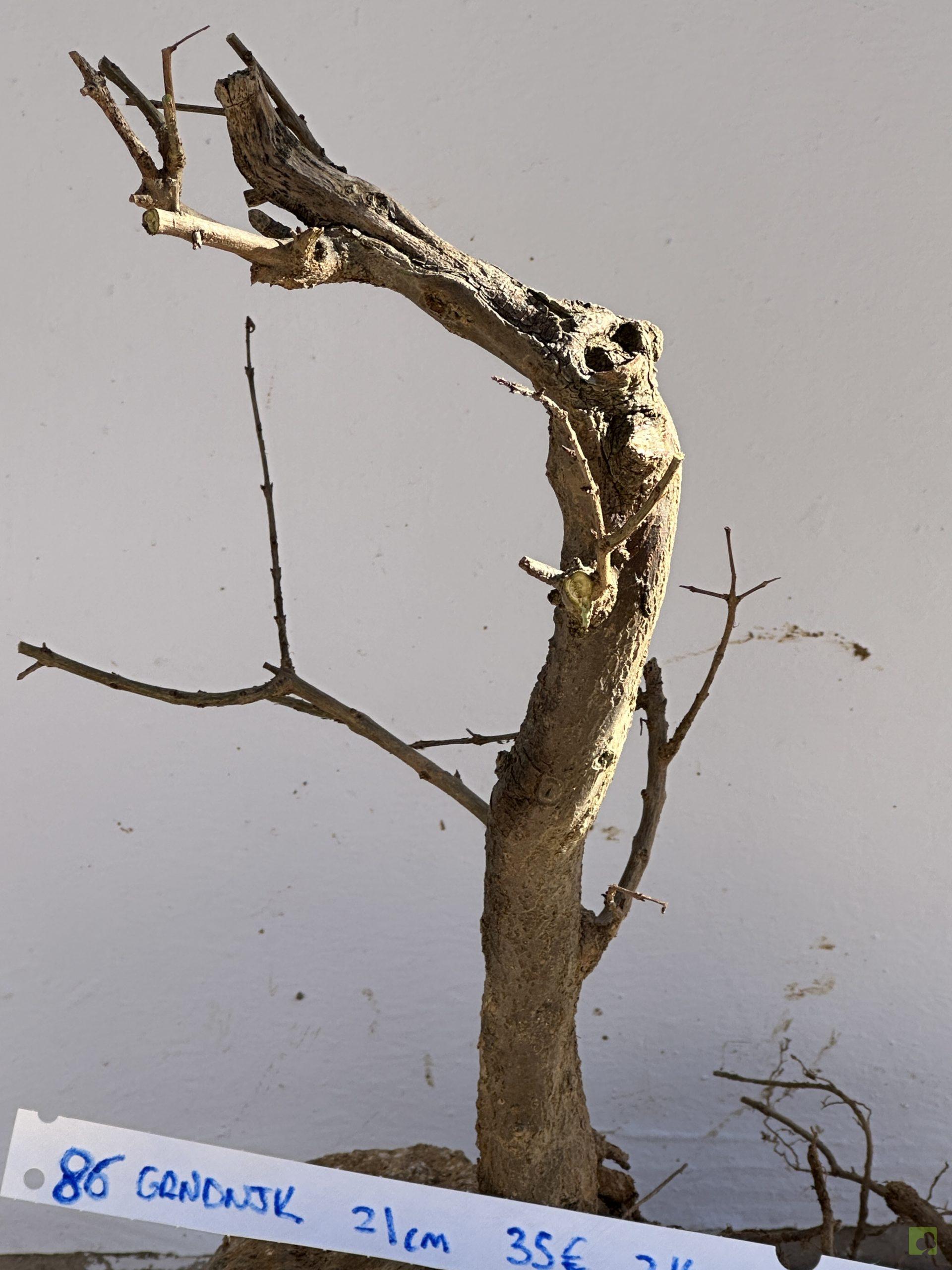 granado nejikan 86 (3)