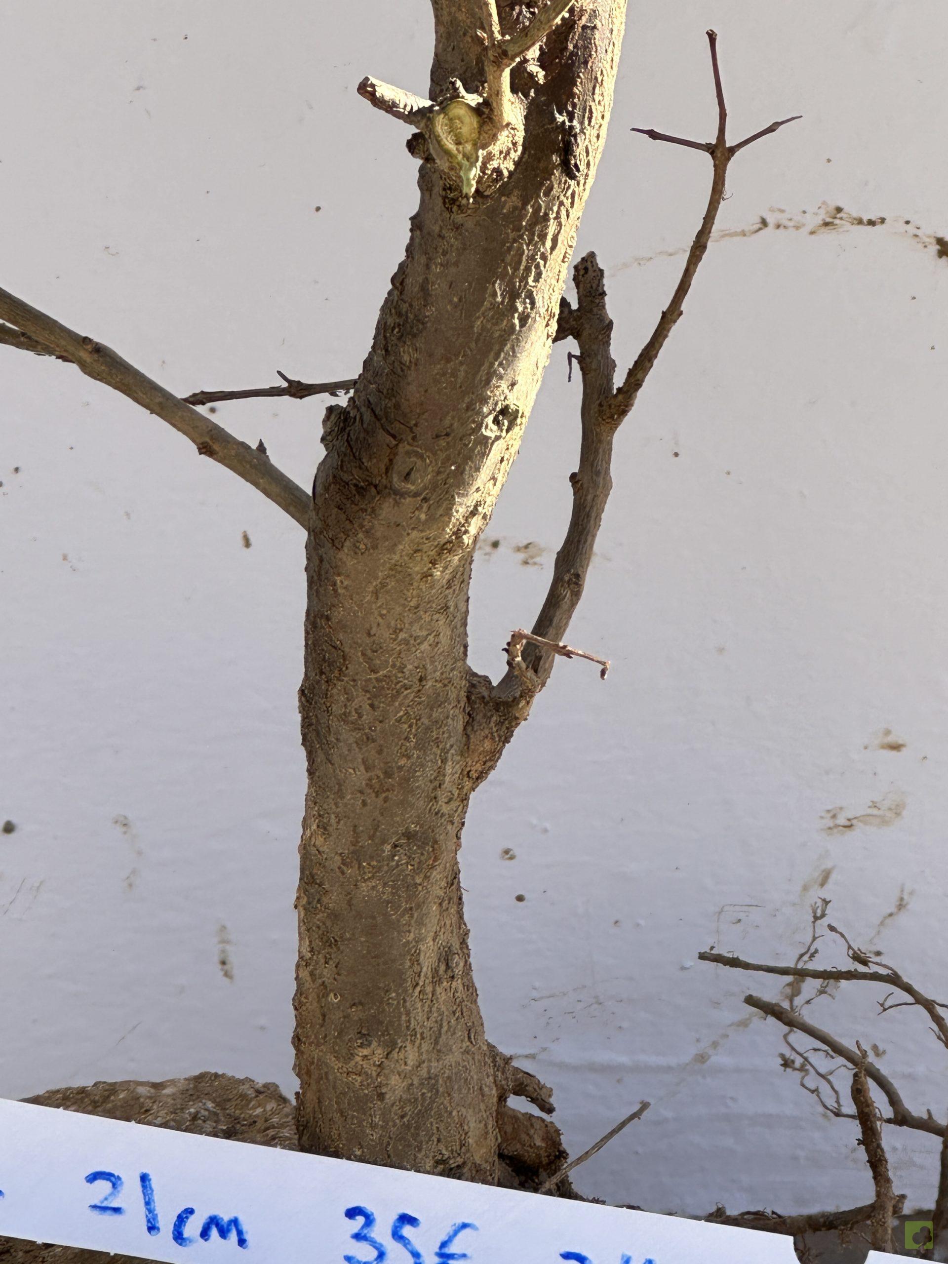 granado nejikan 86 (4)