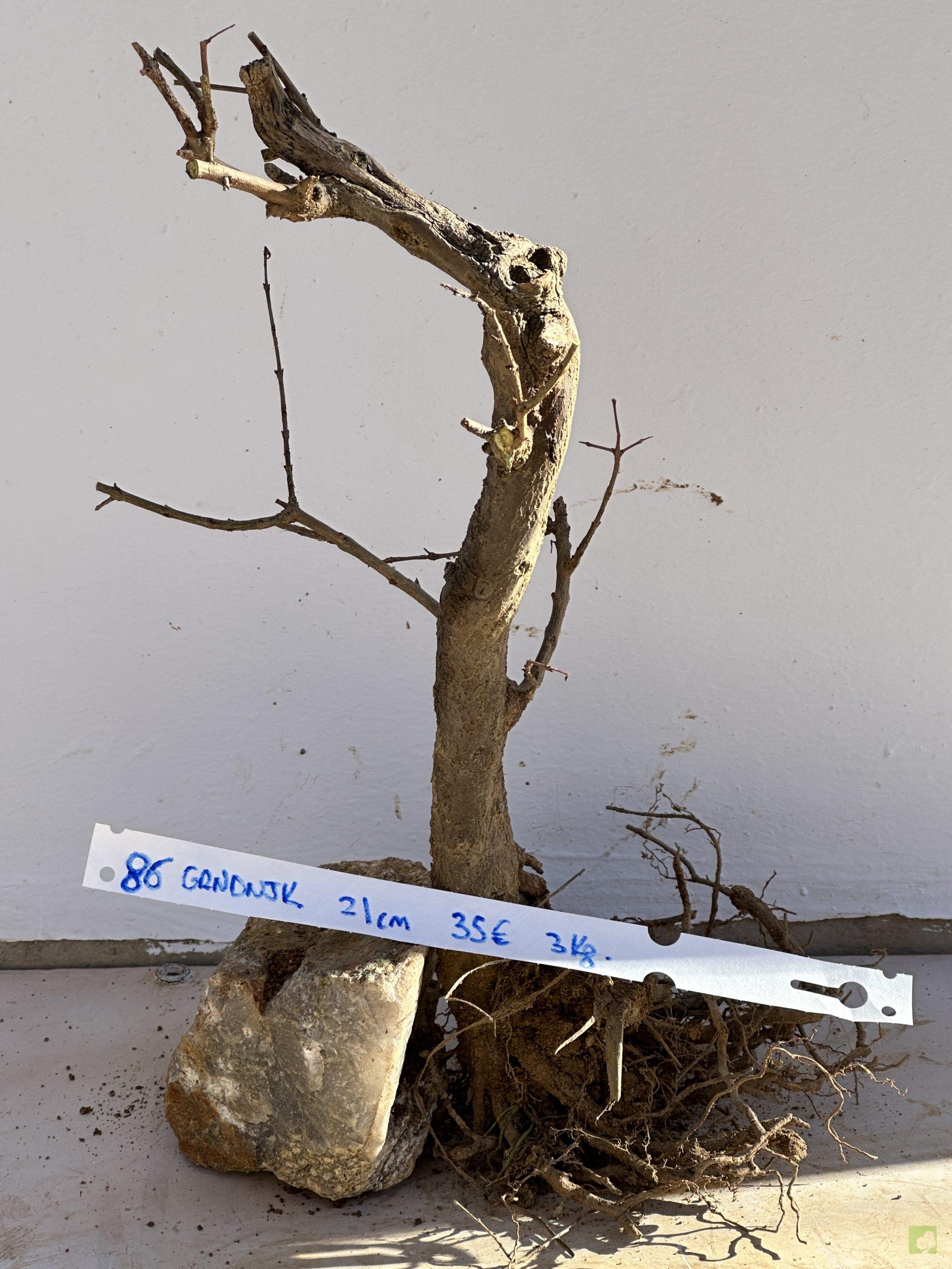 granado nejikan 86 (5)