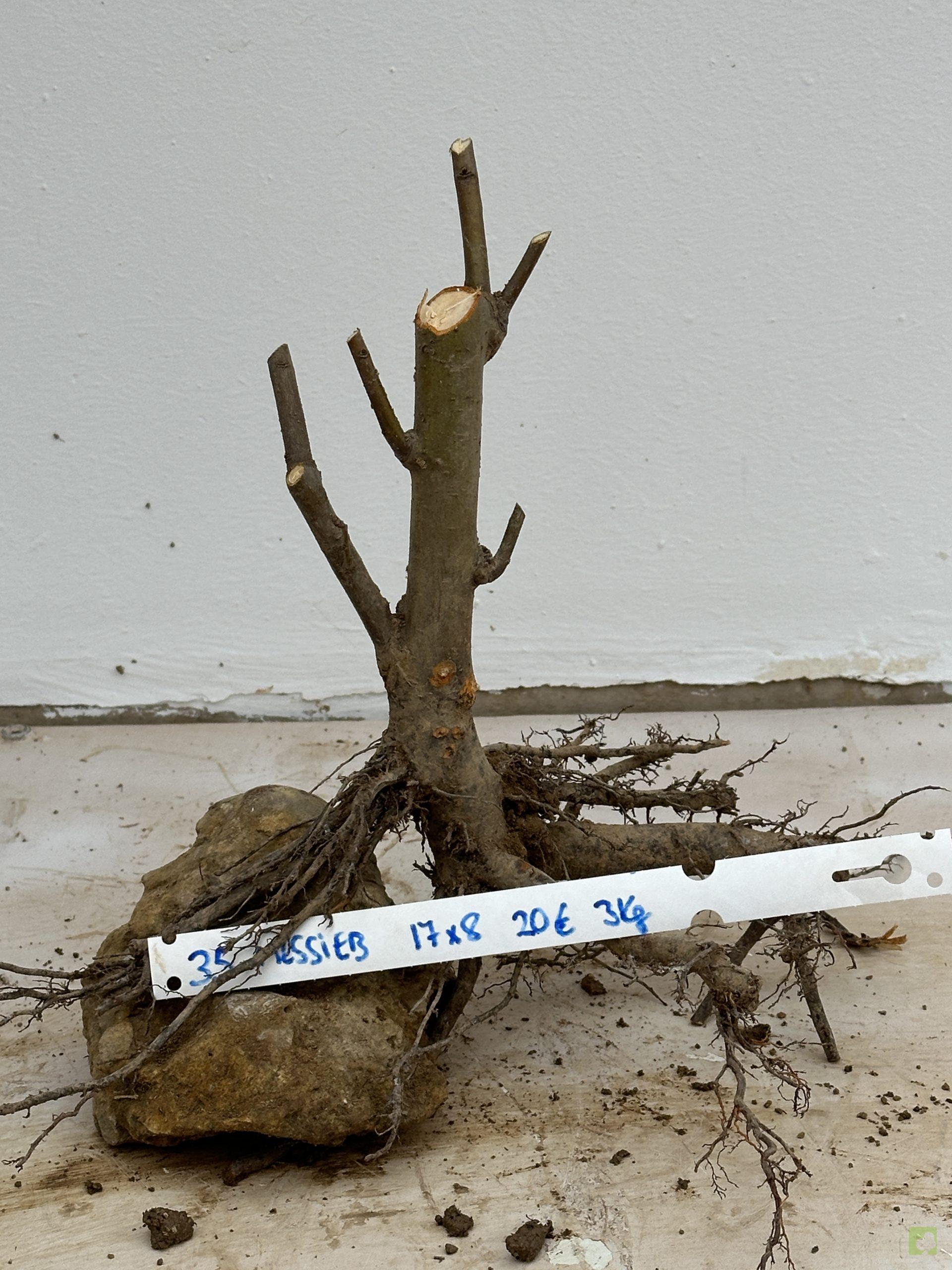 malus sieboldii 35 (1)