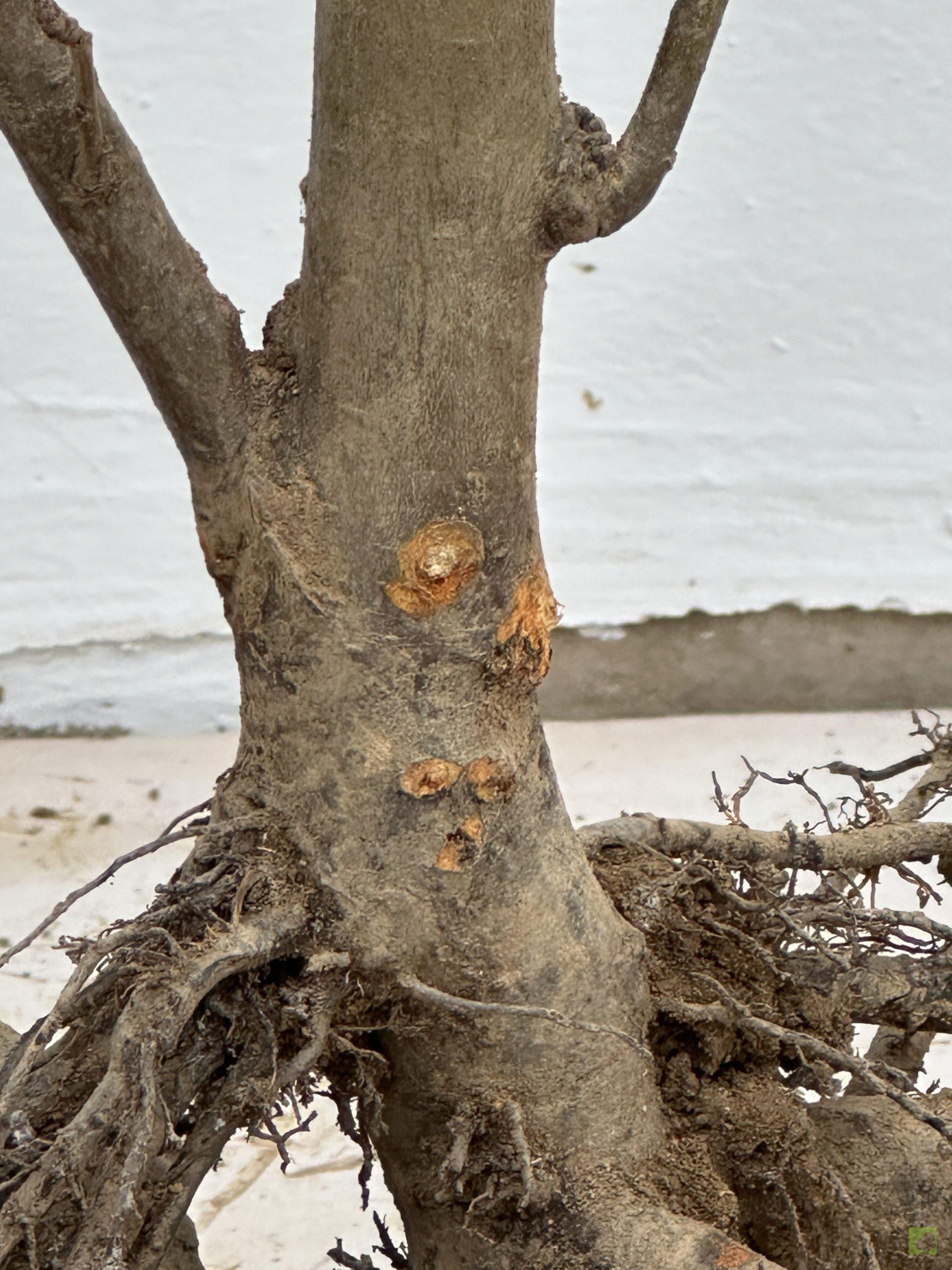 malus sieboldii 35 (2)