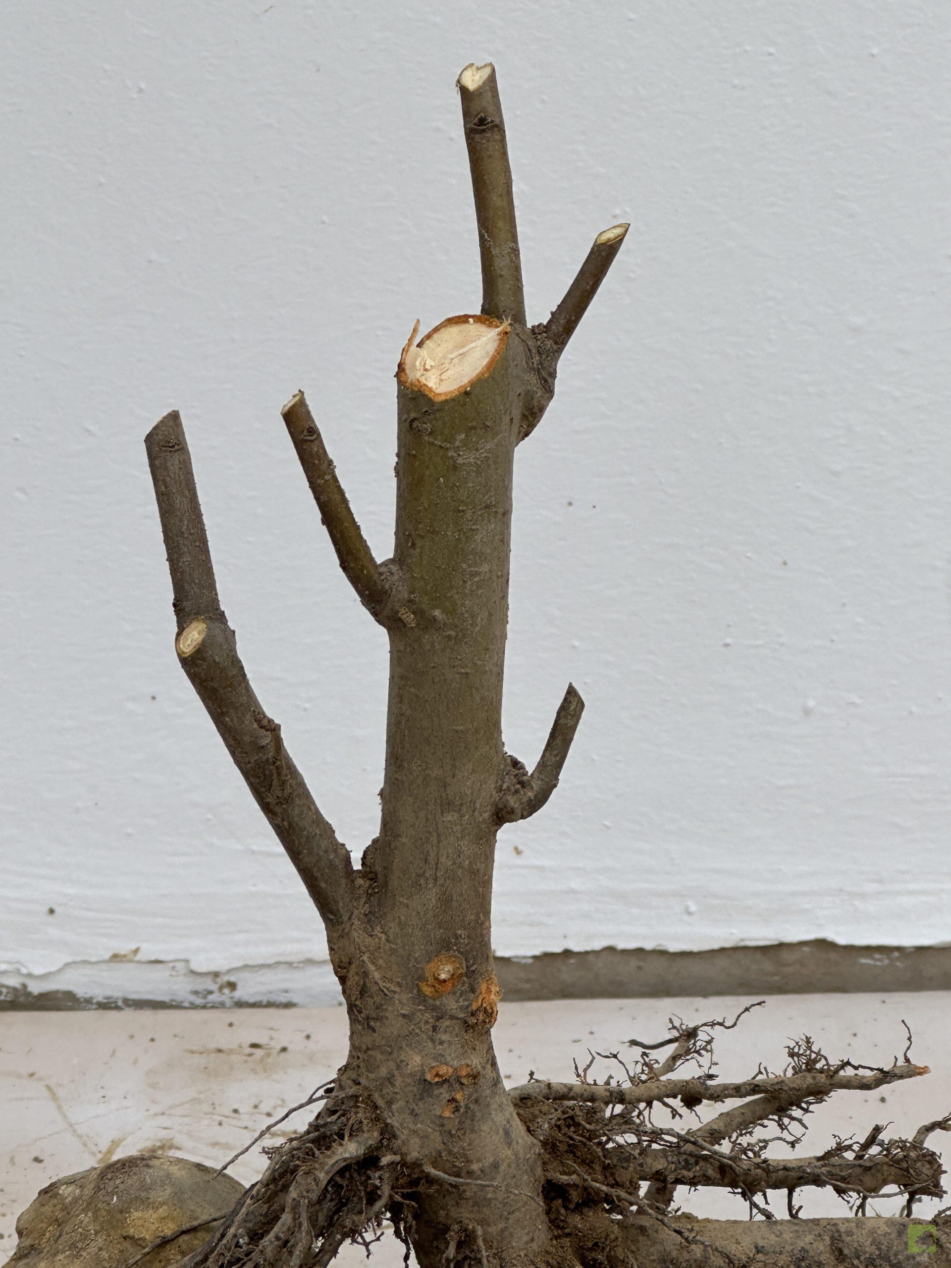 malus sieboldii 35 (3)