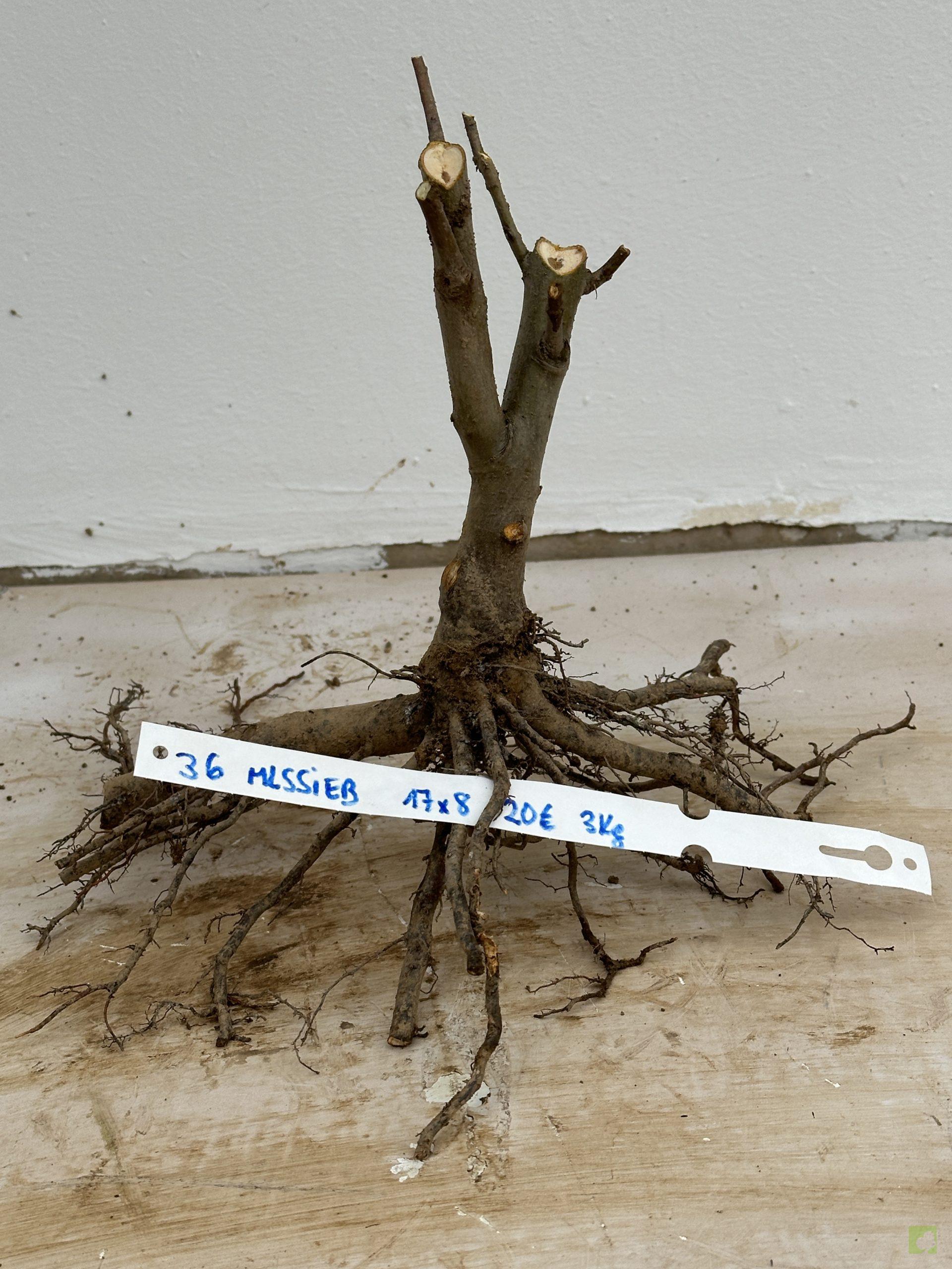 malus sieboldii 36 (1)