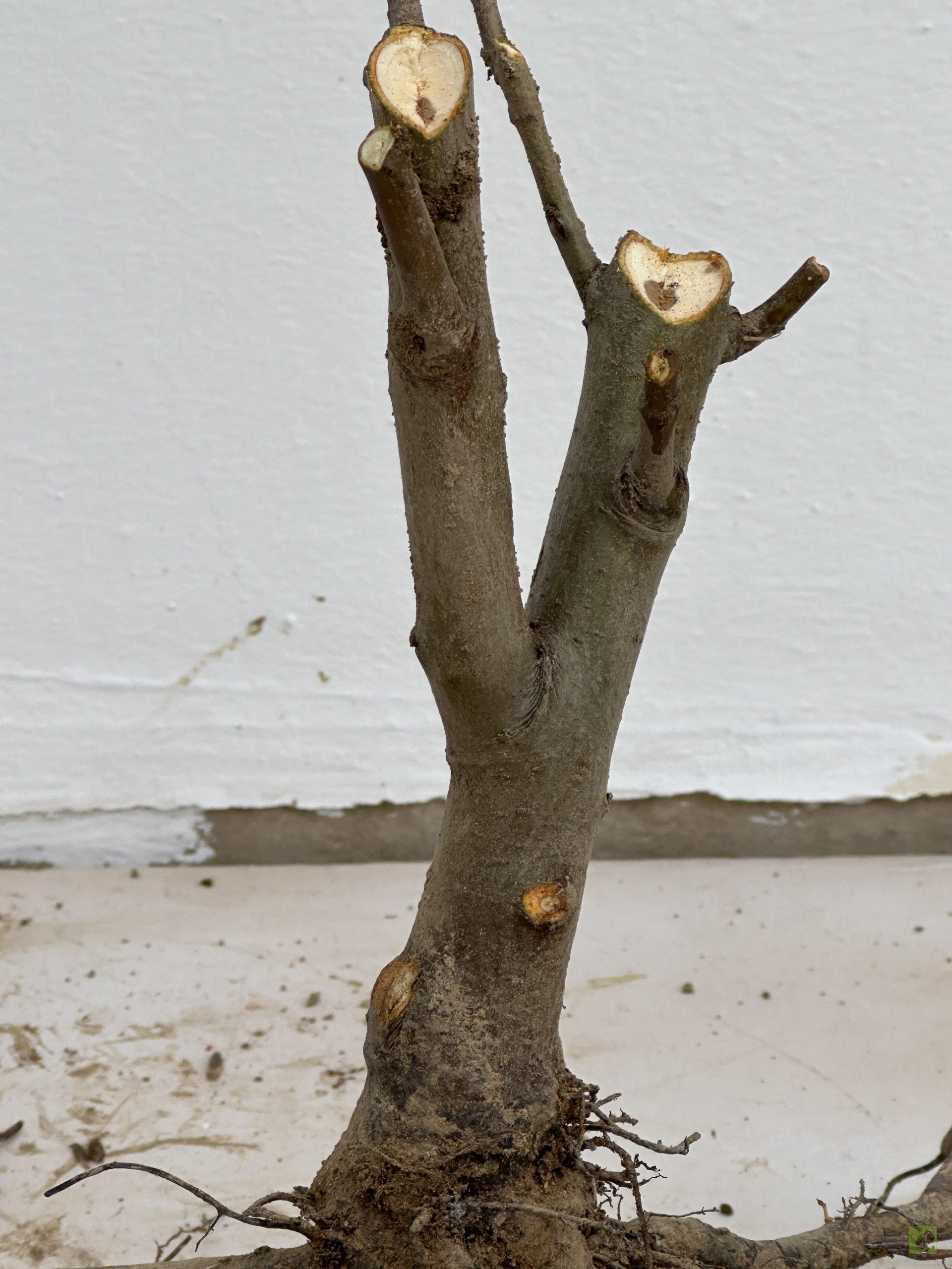 malus sieboldii 36 (2)