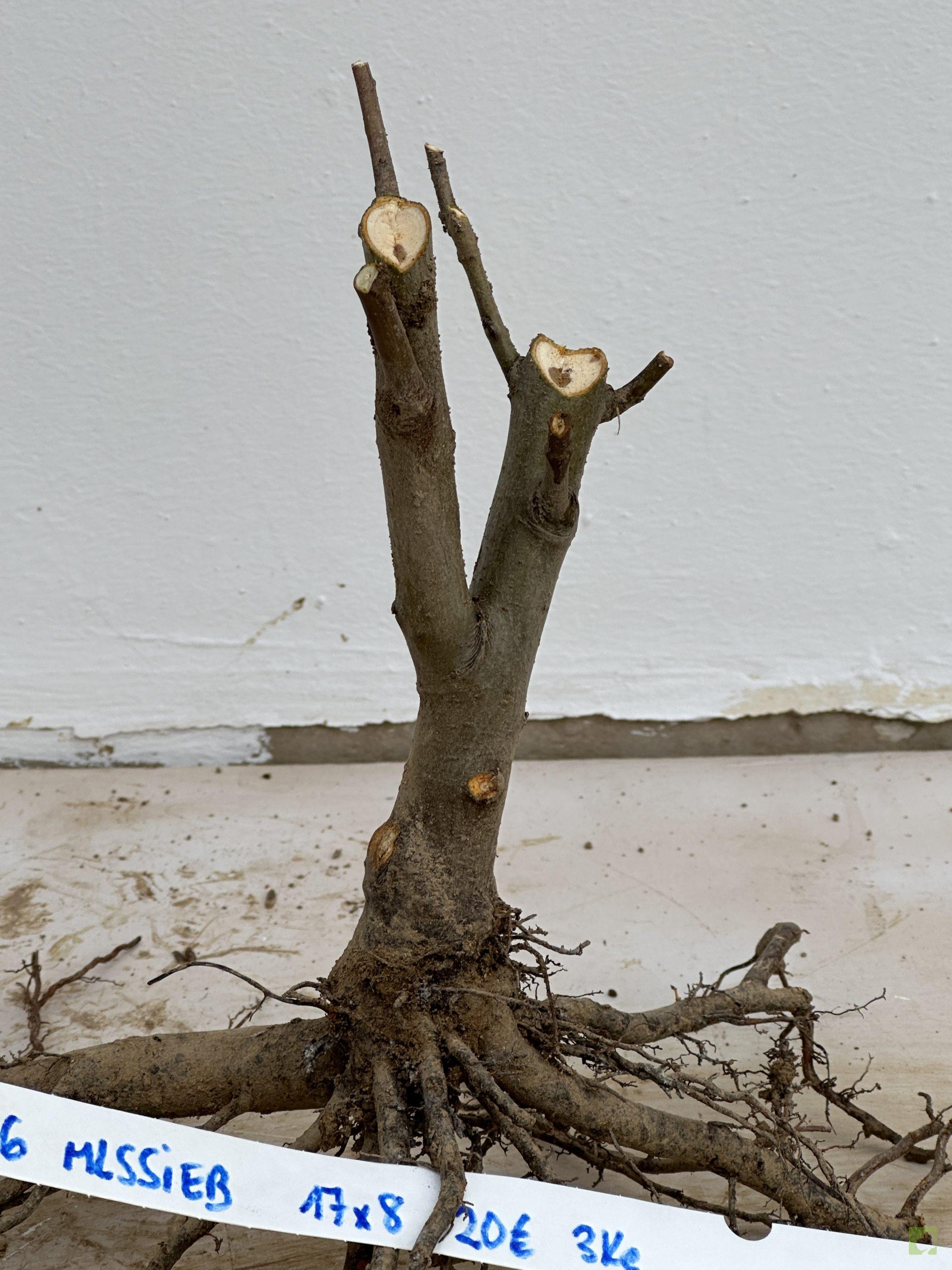 malus sieboldii 36 (3)