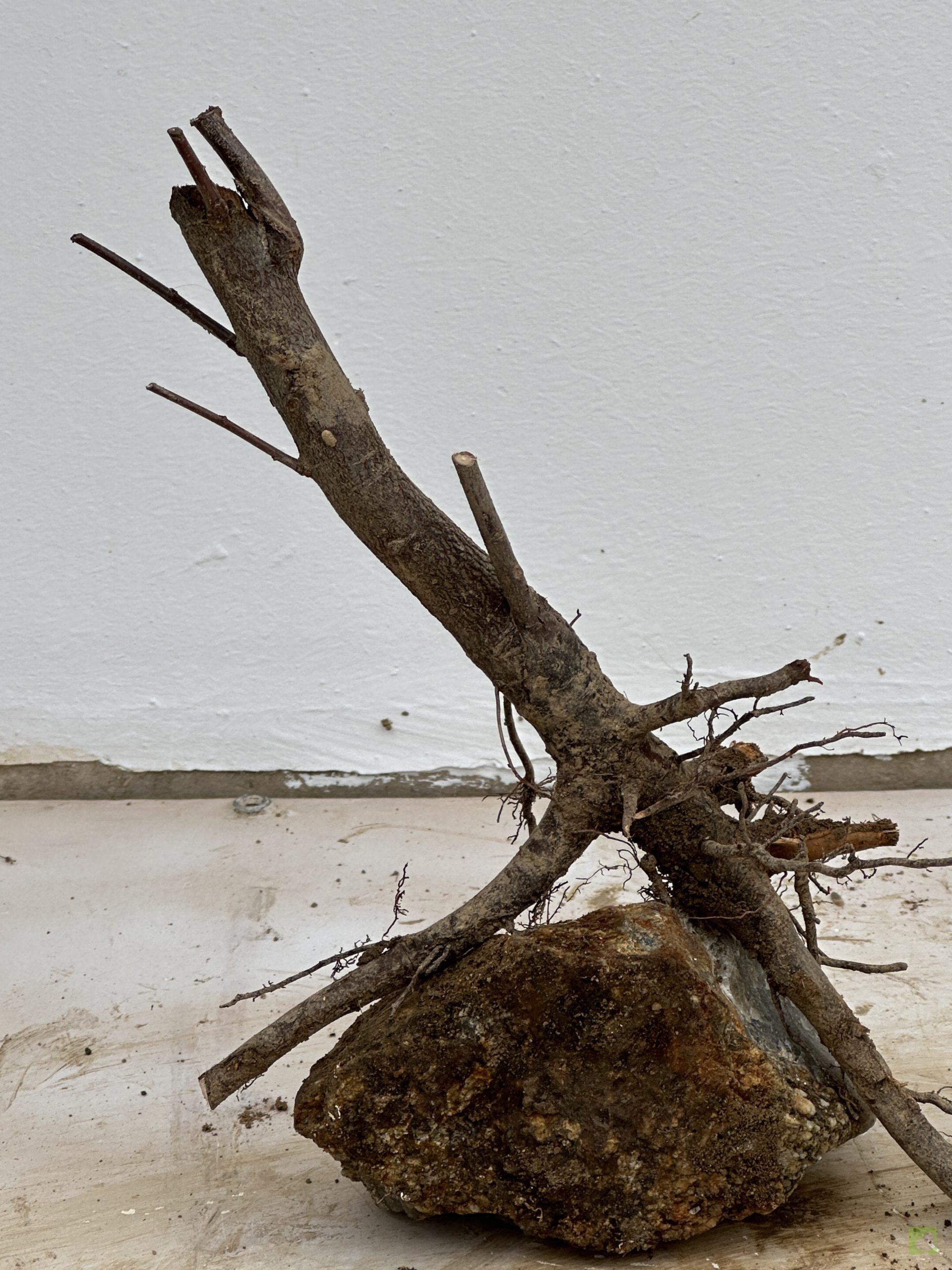 malus sieboldii 37 (1)