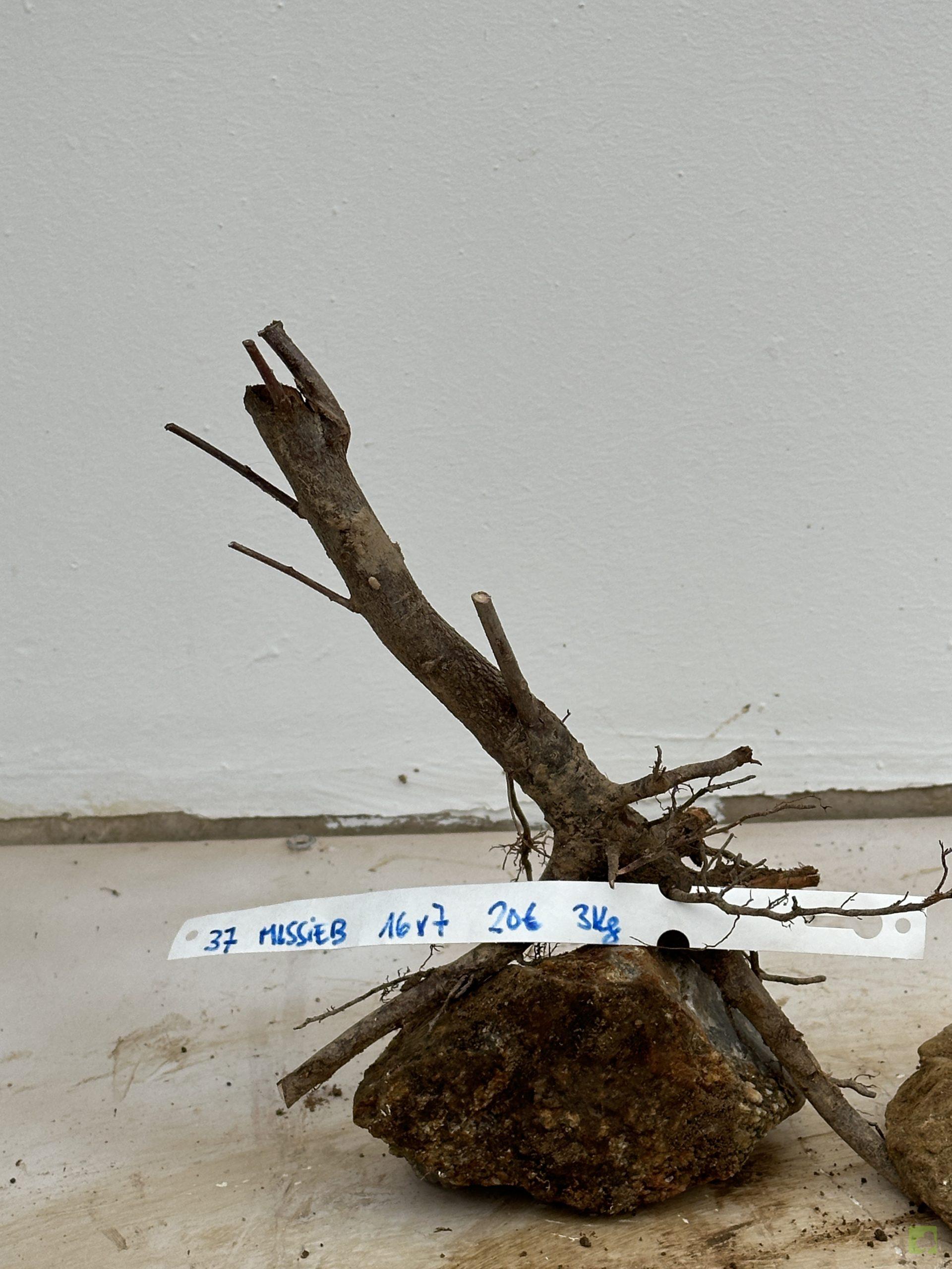 malus sieboldii 37 (2)