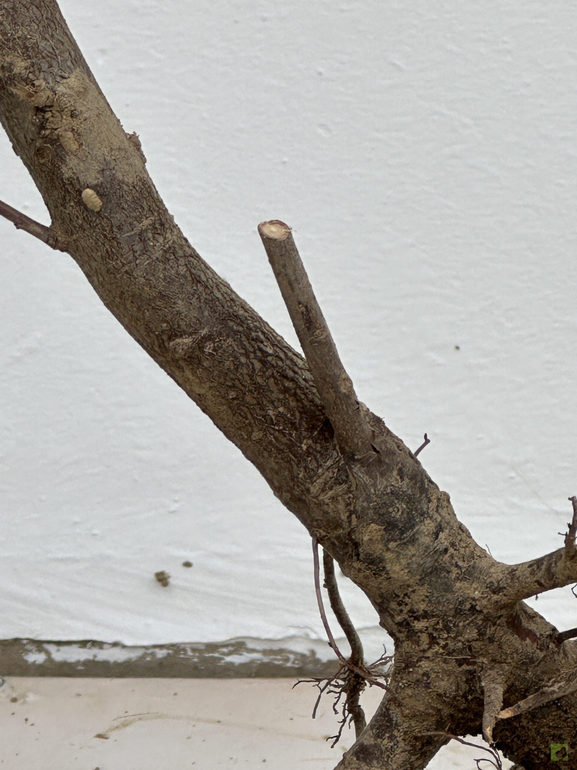 malus sieboldii 37 (3)