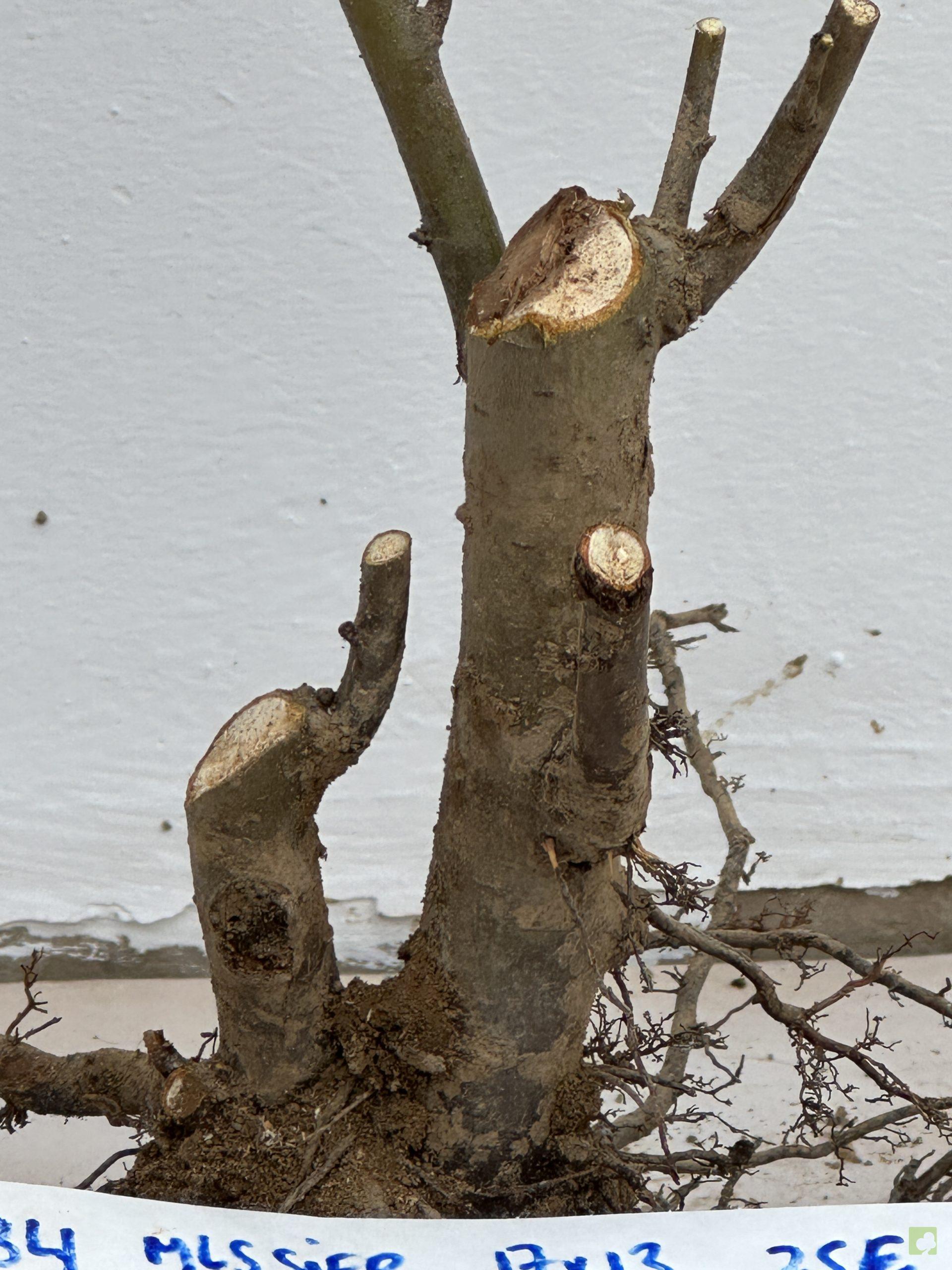 malus sireboldii 34 (2)