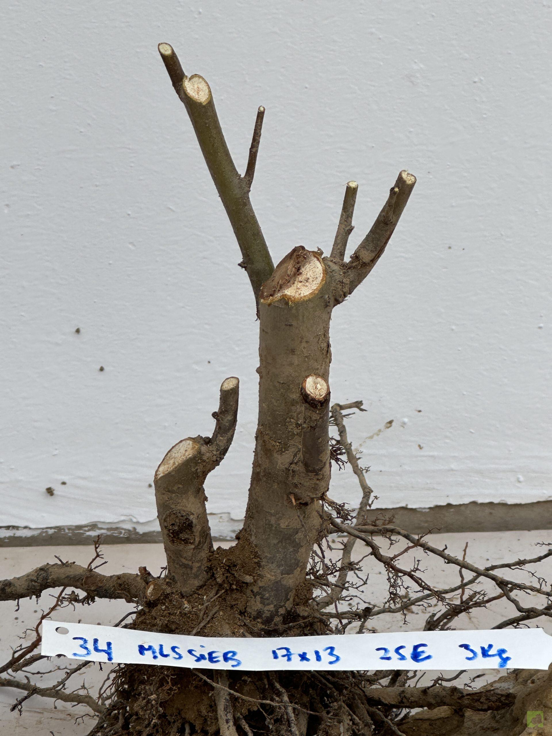 malus sireboldii 34 (3)