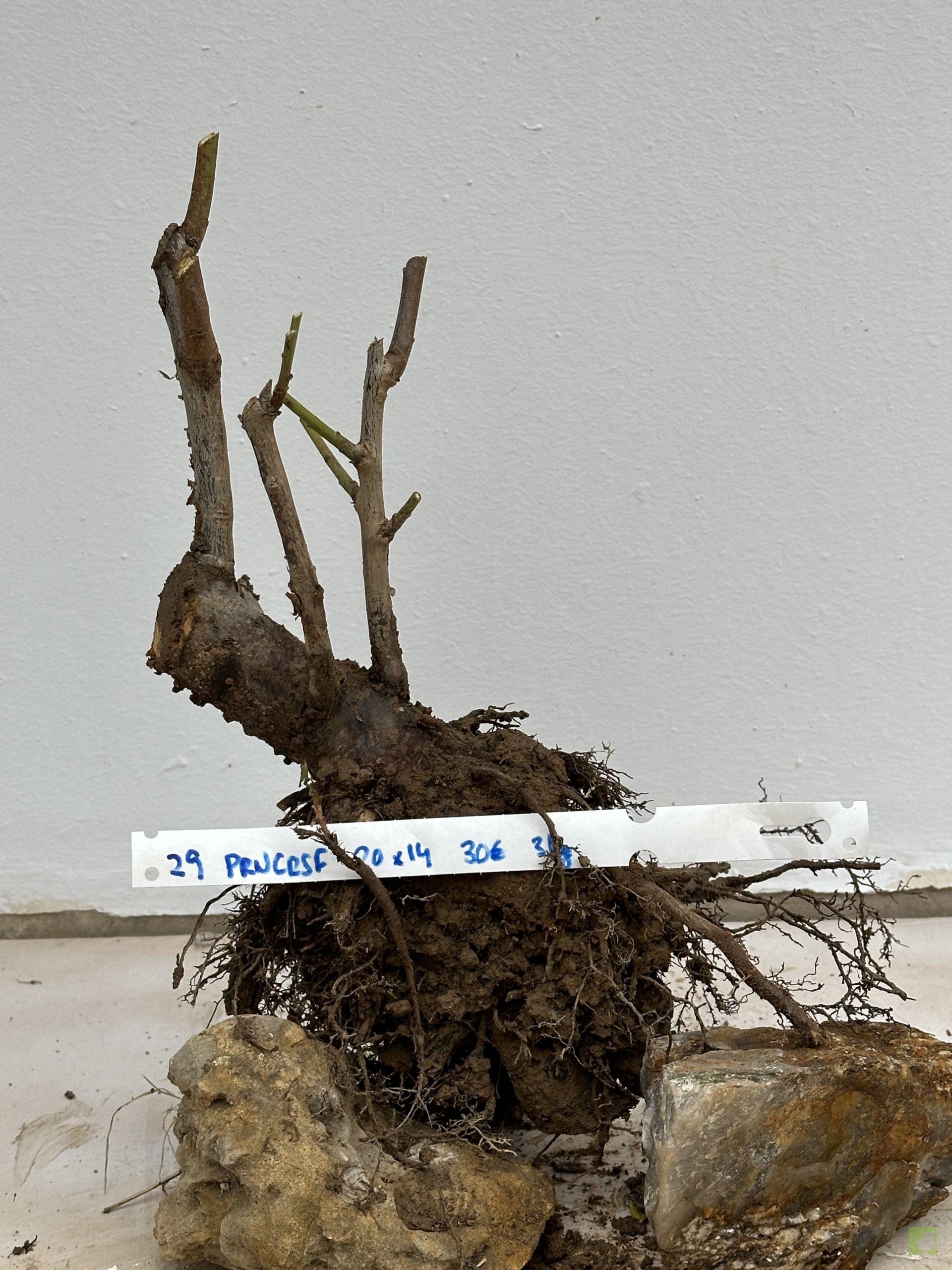 prunus Cerasifera 29 (1)